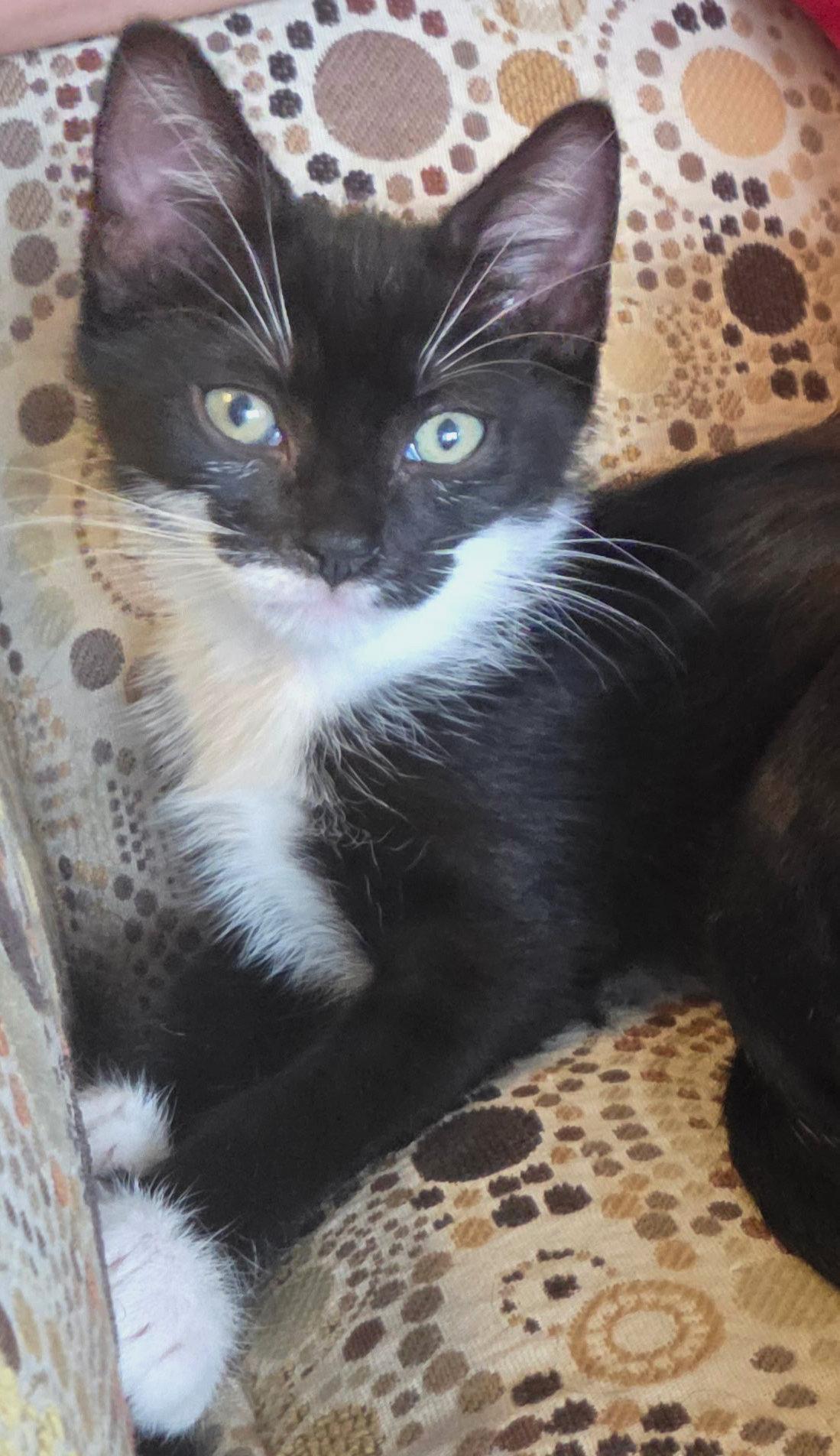 Enlarge Minnie, a ADOPTABLE Tuxedo in Hilton Head Island, SC image 1/2