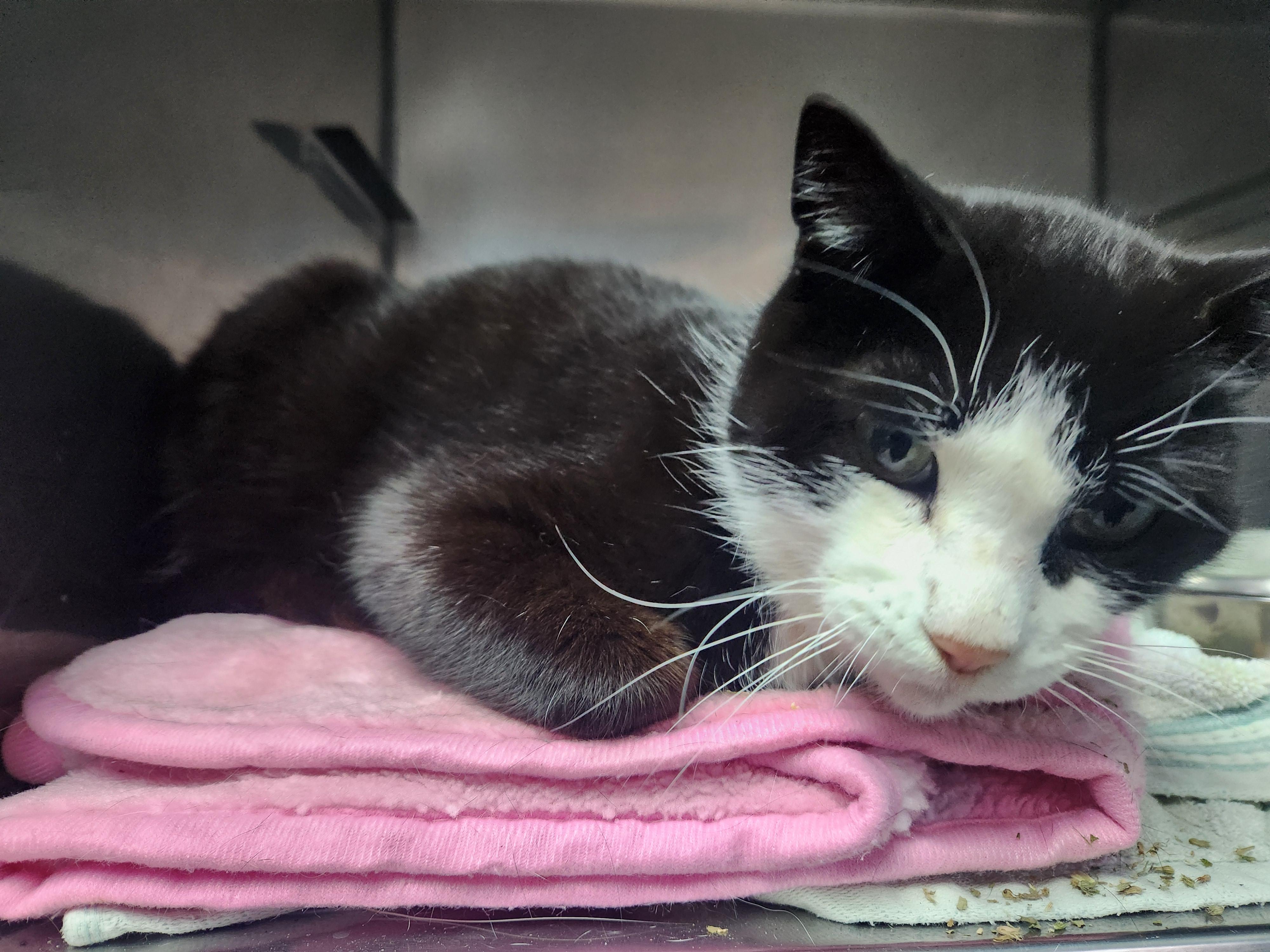 Enlarge Mister E Mann, a ADOPTABLE Domestic Short Hair in Brookings, SD image 2/2