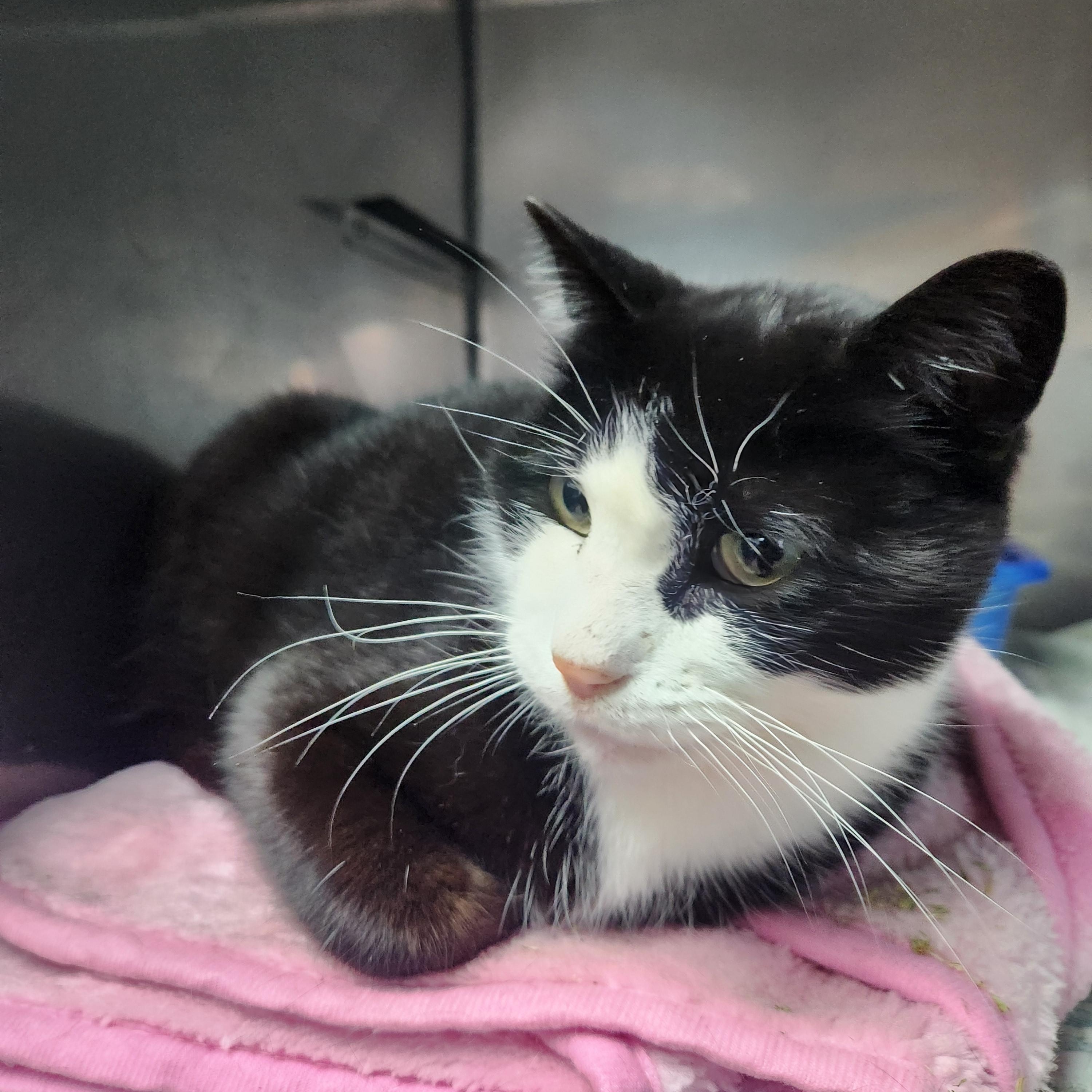 Mister E Mann, ADOPTABLE, Adult Male Domestic Short Hair.