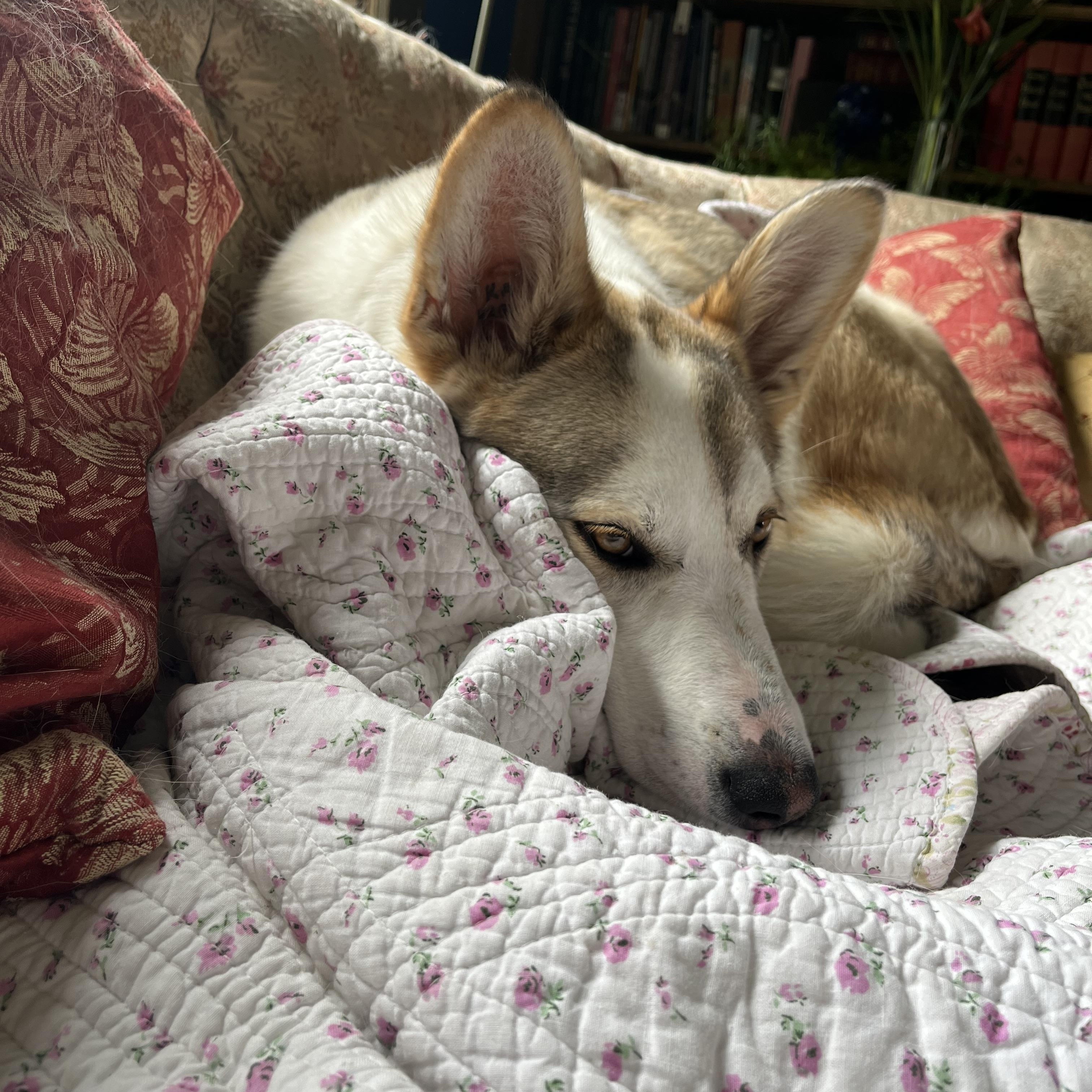 Daisy, an adopted mixed breed in Winnipeg, MB image 3/5