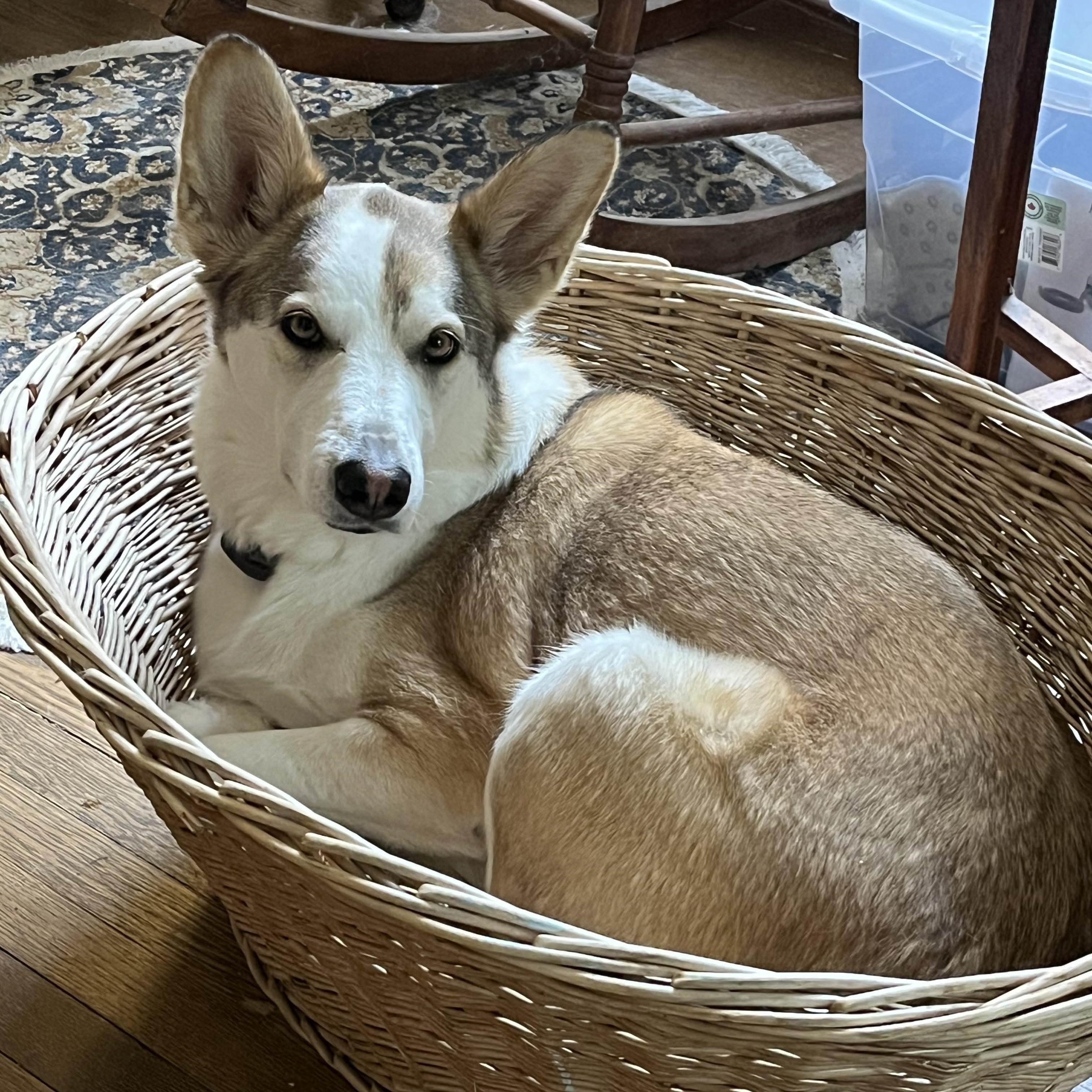 Daisy, an adopted mixed breed in Winnipeg, MB image 5/5