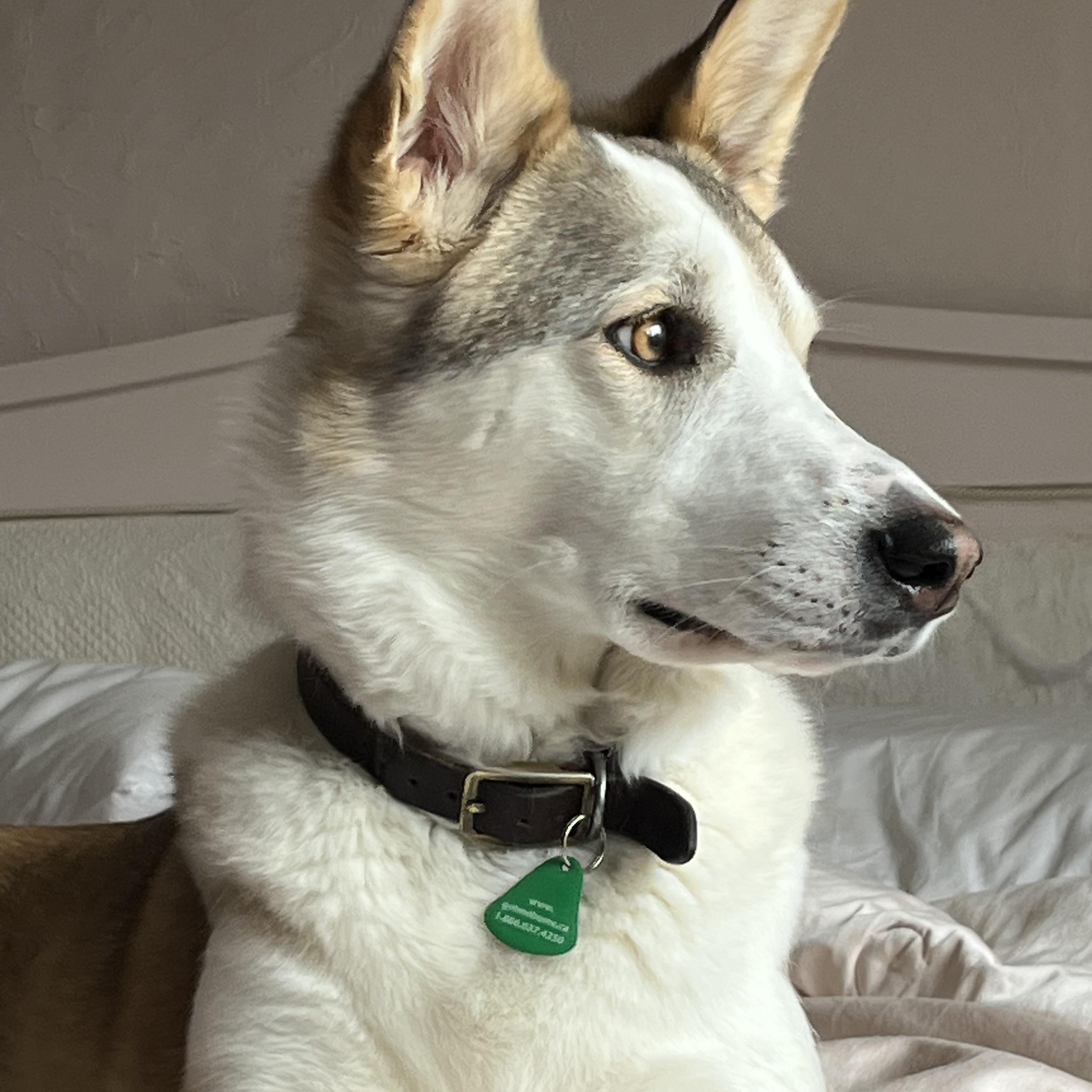 Daisy, an adopted mixed breed in Winnipeg, MB image 1/5
