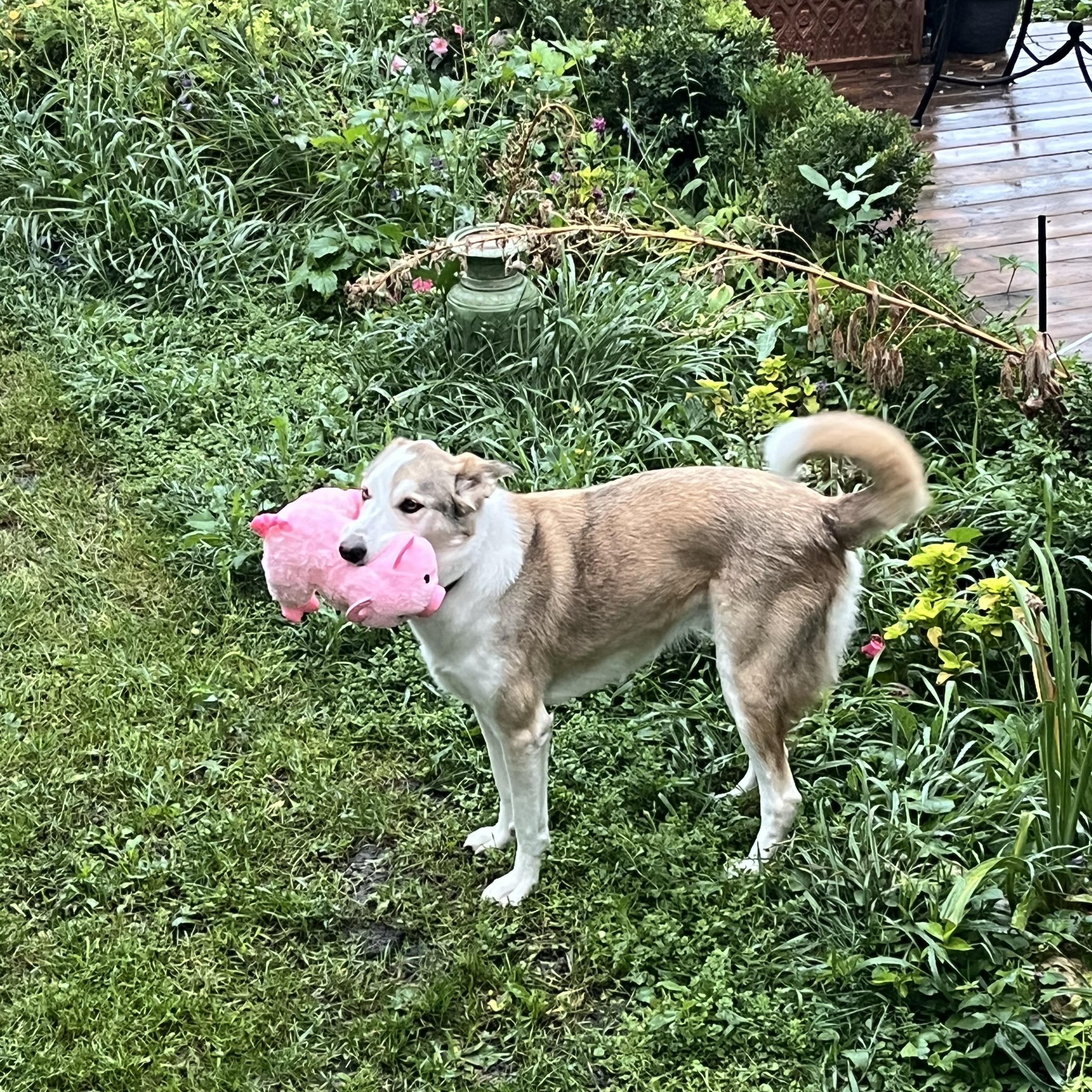 Daisy, an adopted mixed breed in Winnipeg, MB image 2/5