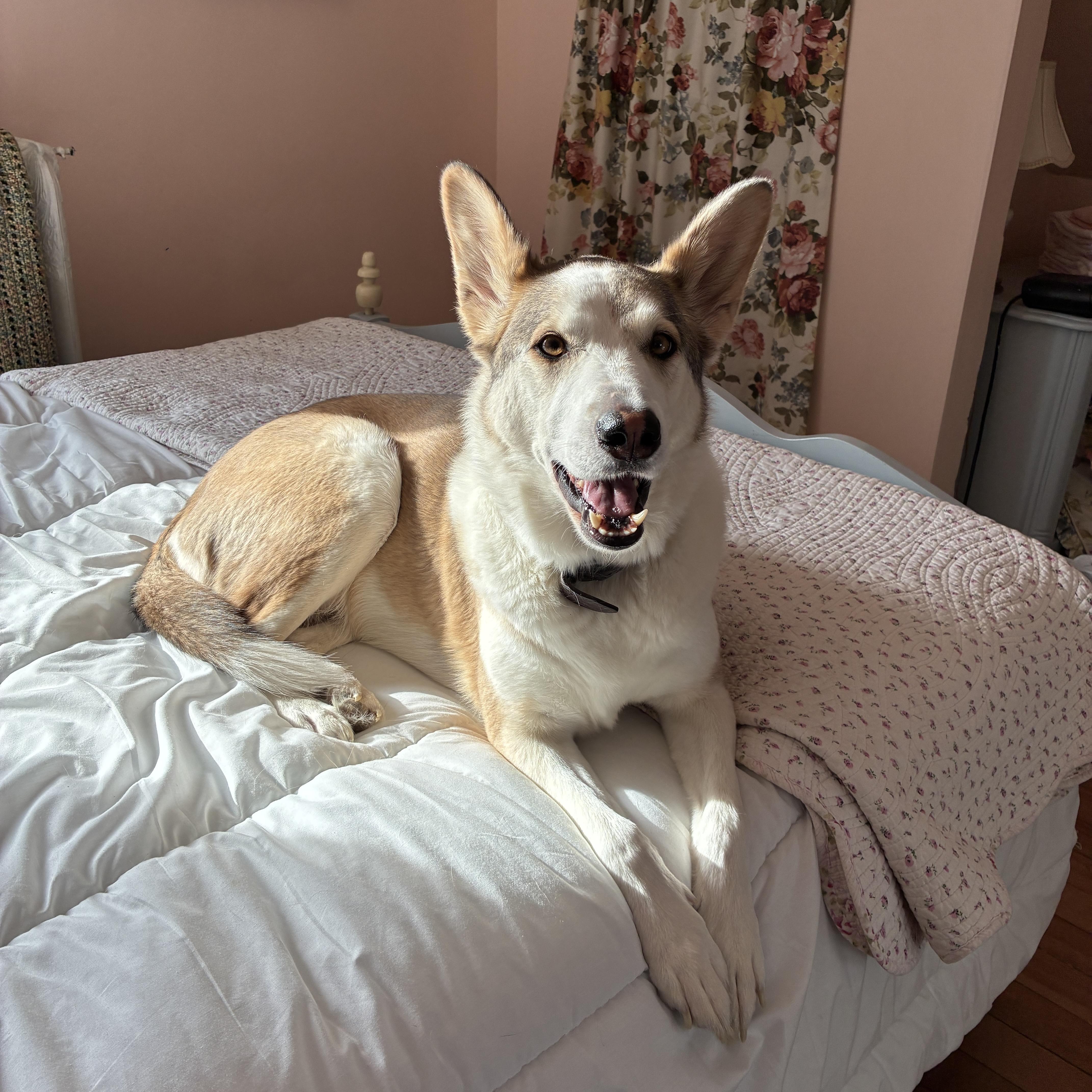 Daisy, an adopted mixed breed in Winnipeg, MB image 4/5