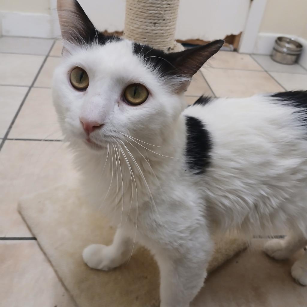 Gino, Adoptable, Young Male Domestic Short Hair.