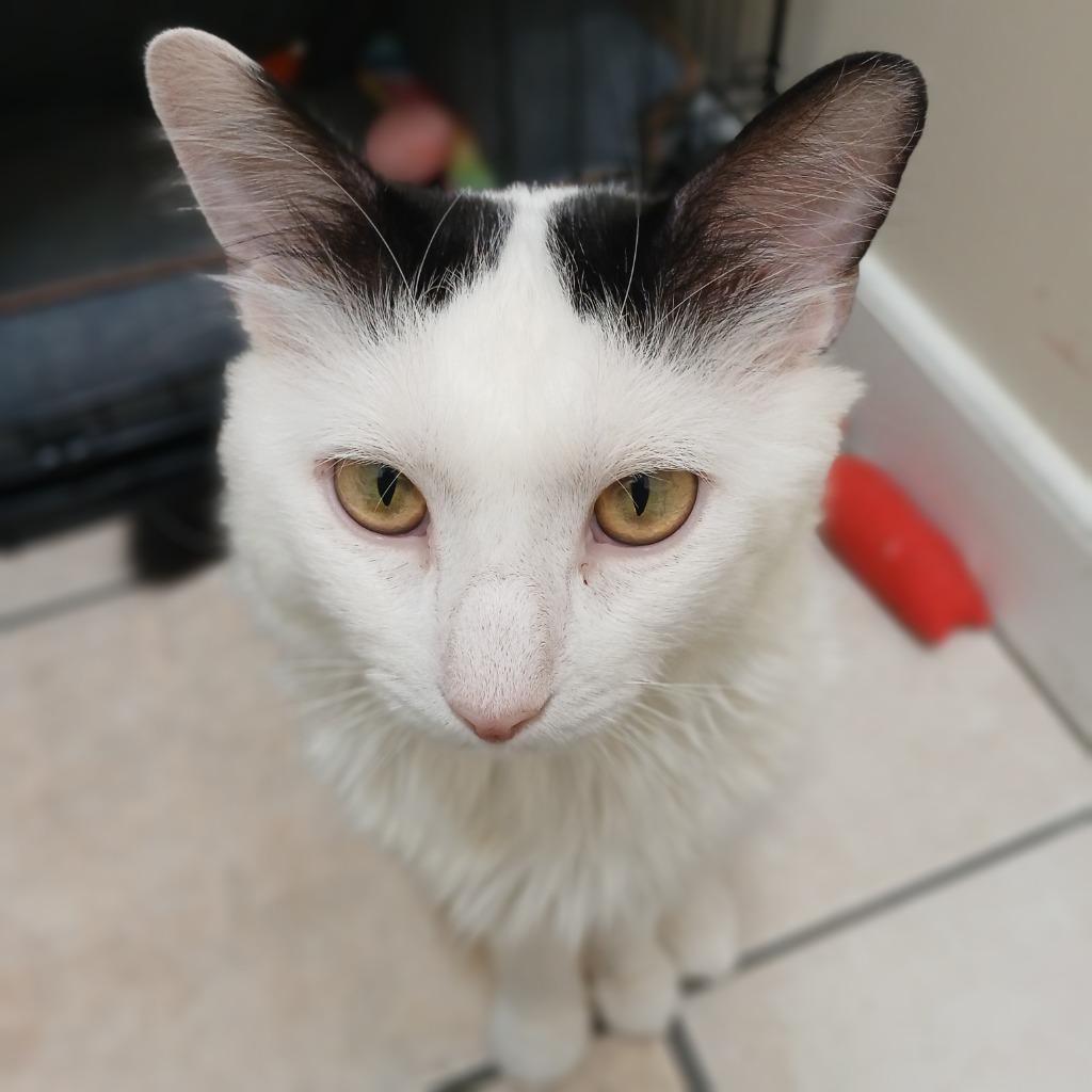 Enlarge Gino, a Adoptable mixed breed in Fall River, MA image 2/6