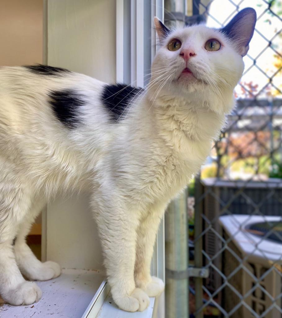 Gino, a Adoptable mixed breed in Fall River, MA image 2/6
