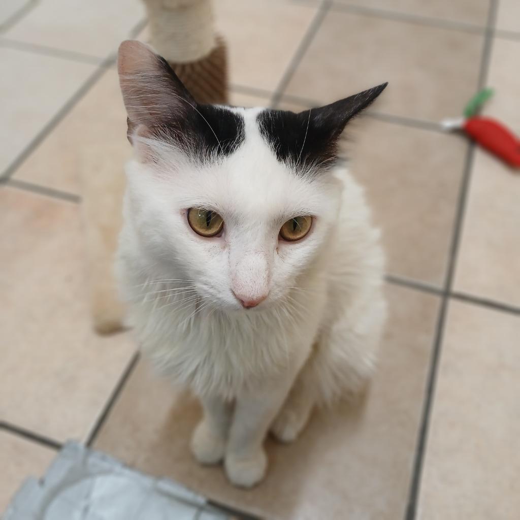 Enlarge Gino, a Adoptable mixed breed in Fall River, MA image 3/6