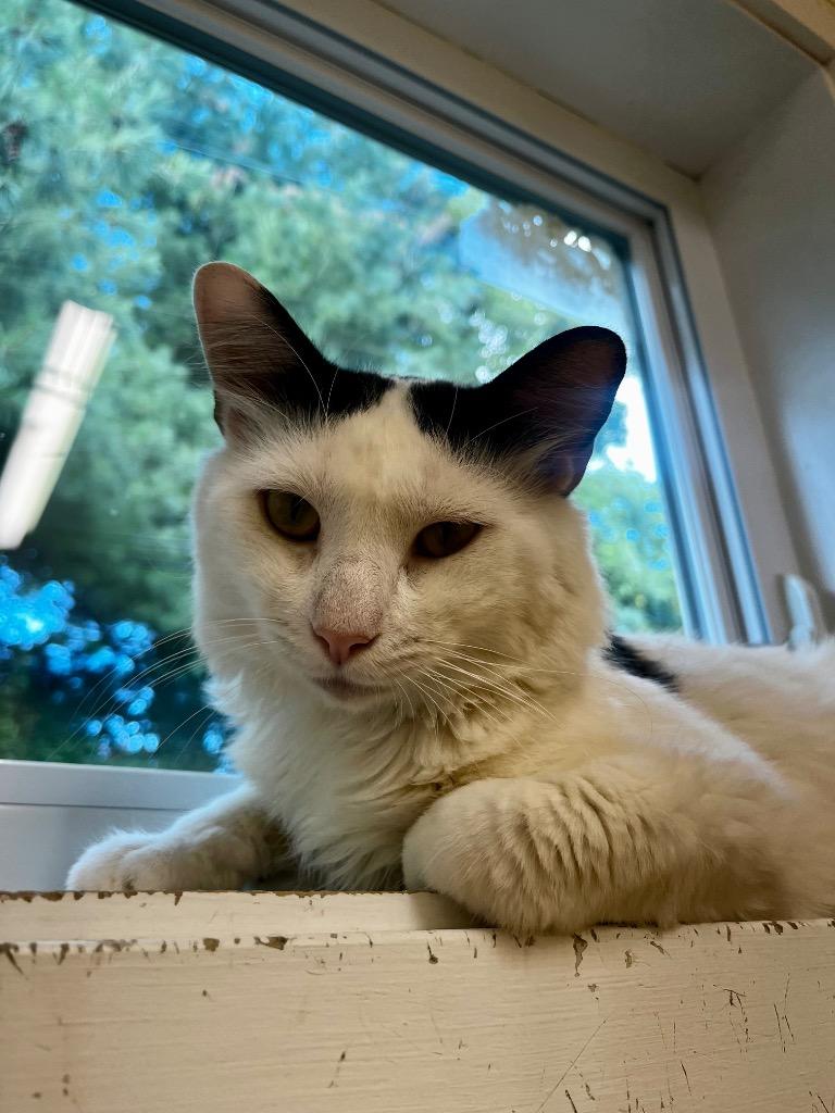 Gino, a Adoptable mixed breed in Fall River, MA image 4/6