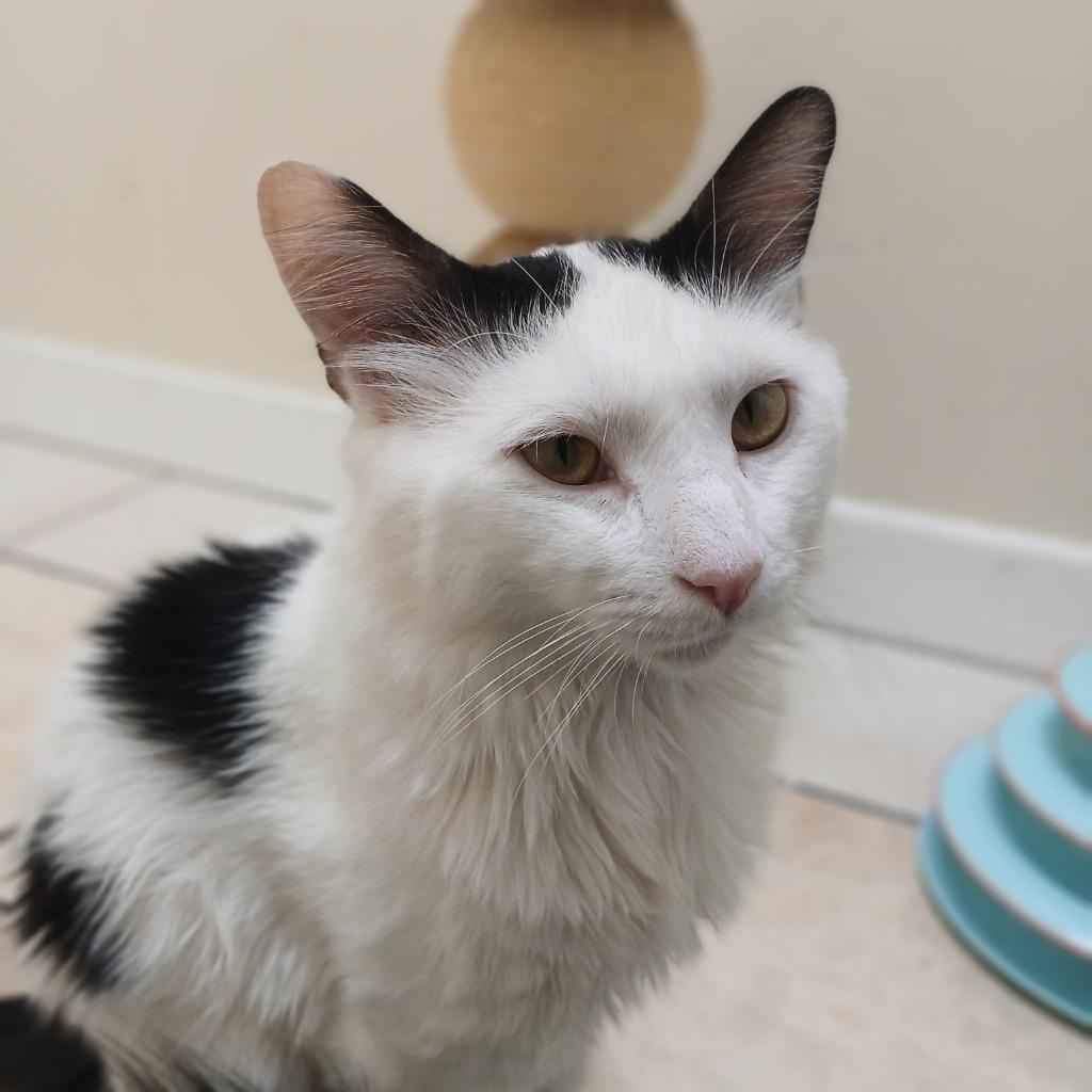 Enlarge Gino, a Adoptable mixed breed in Fall River, MA image 6/6