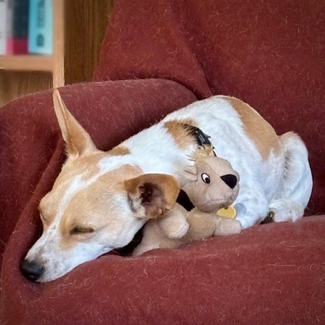 Enlarge Georgie (WA), a Adoptable mixed breed in Pullman, WA image 4/4