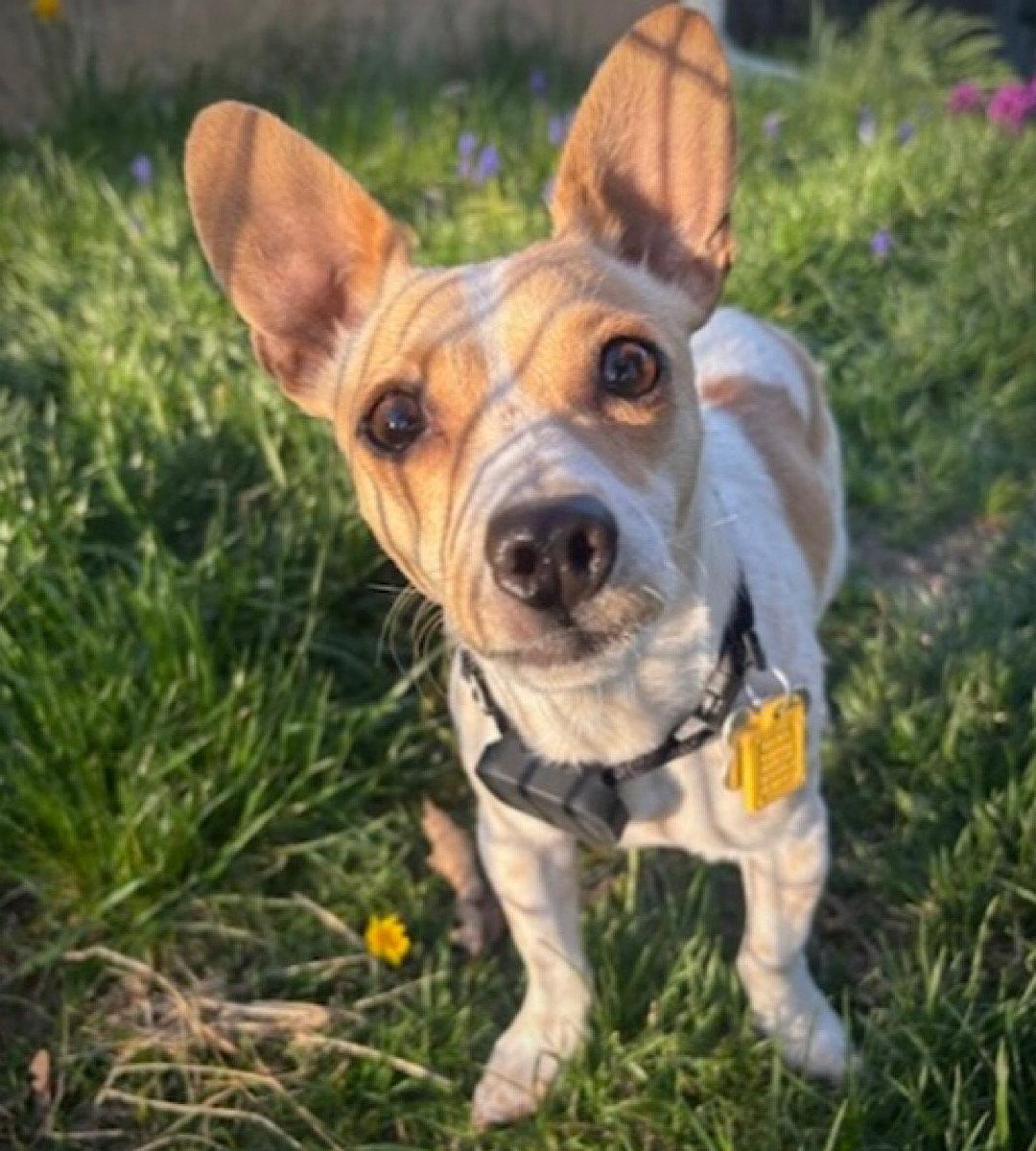 Georgie (WA), Adoptable, Adult Male Rat Terrier.