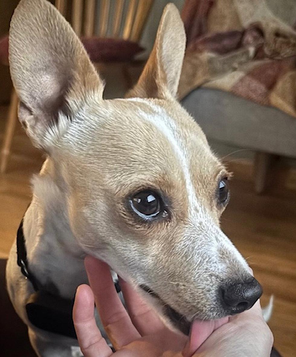 Enlarge Georgie (WA), a Adoptable mixed breed in Pullman, WA image 3/4