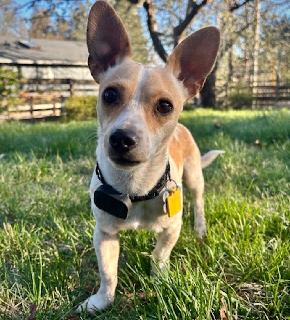 Enlarge Georgie (WA), a Adoptable mixed breed in Pullman, WA image 1/4