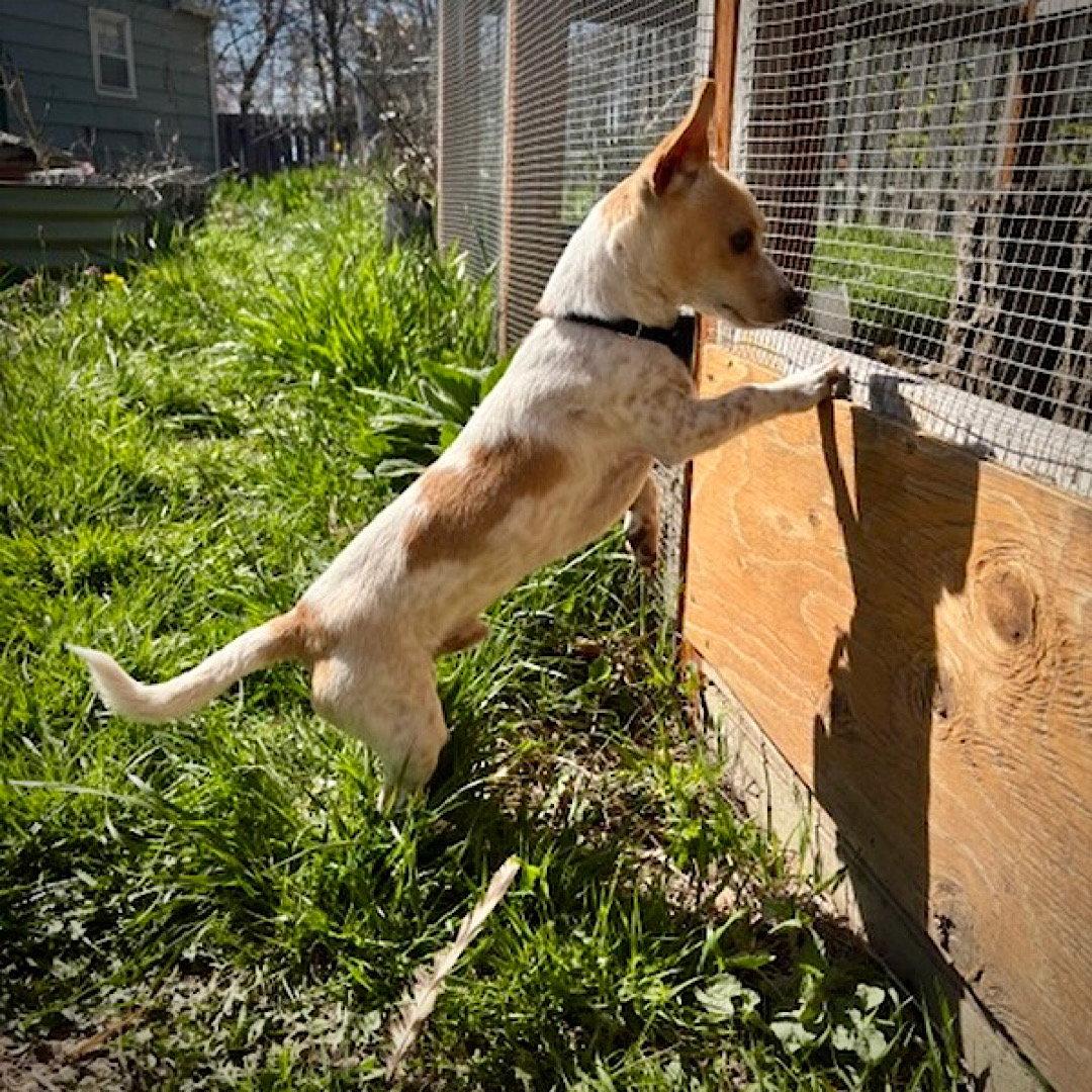 Enlarge Georgie (WA), a Adoptable Rat Terrier in Pullman, WA image 2/3