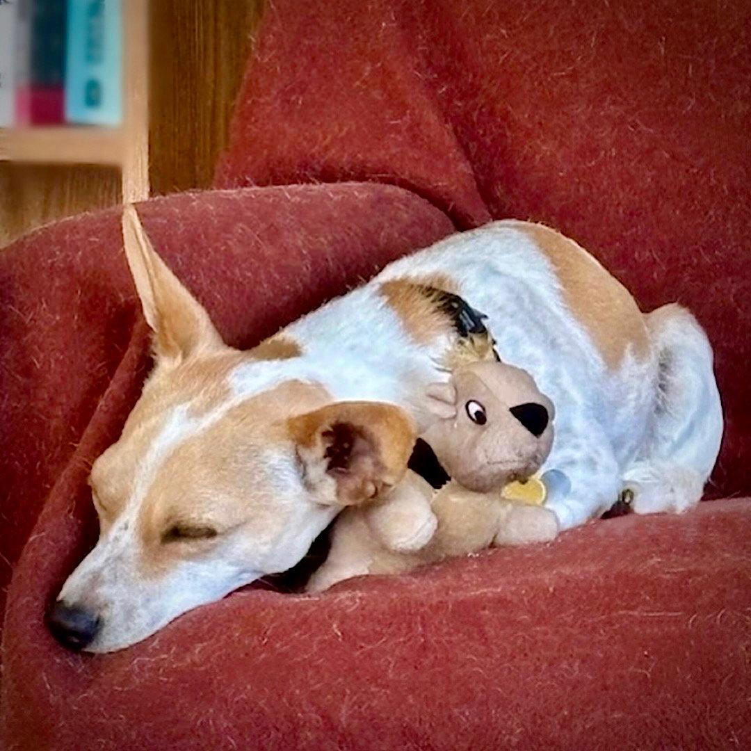 Enlarge Georgie (WA), a Adoptable Rat Terrier in Pullman, WA image 3/3