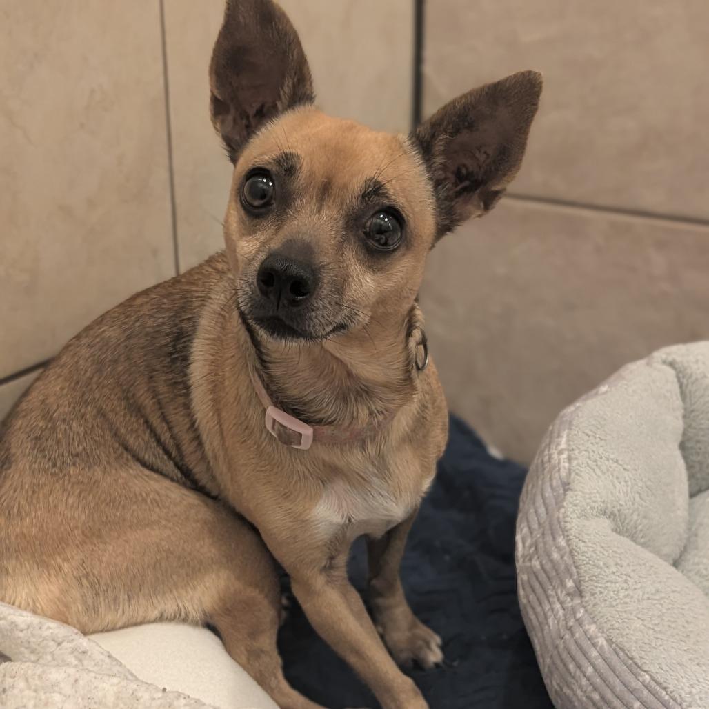 Missy, an adopted mixed breed in Fenton, MI image 2/2