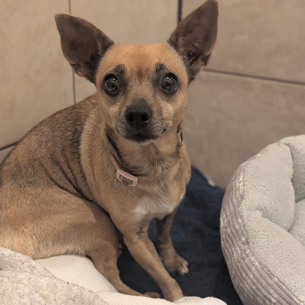 Missy, adopted, Adult Female Chihuahua.