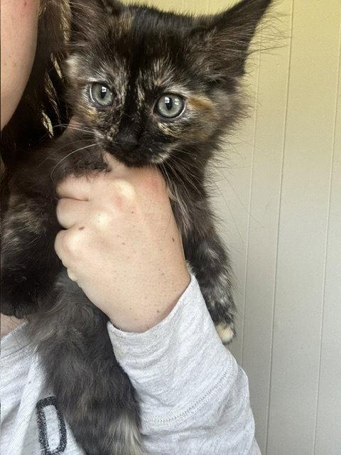 Snookie, Adoptable, Young Female Domestic Medium Hair.