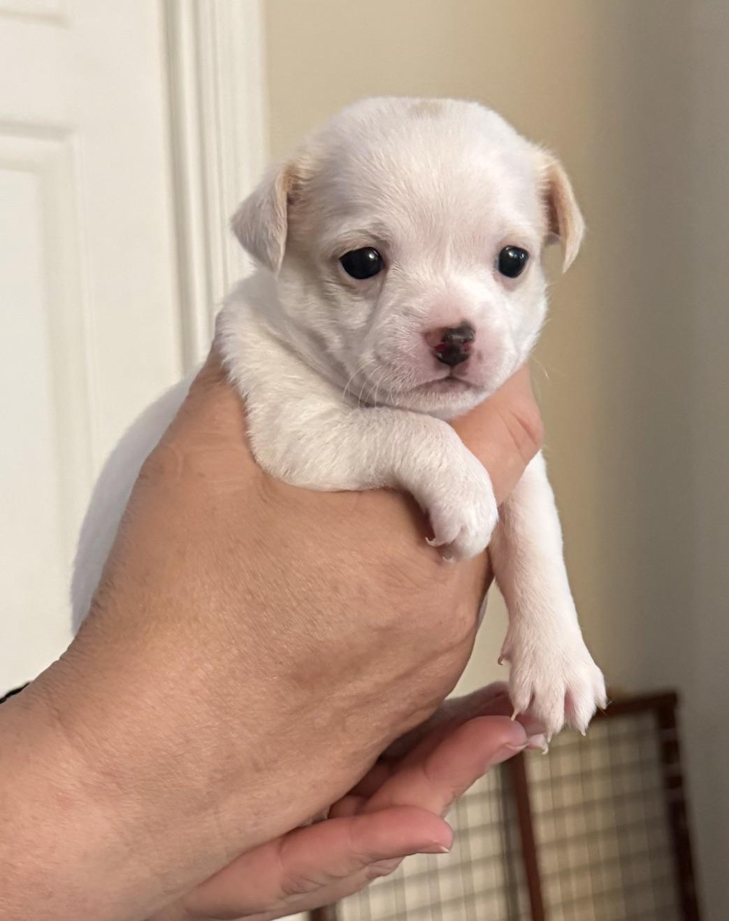 Starshine, ADOPTABLE, Puppy Female Chihuahua & Australian Shepherd.