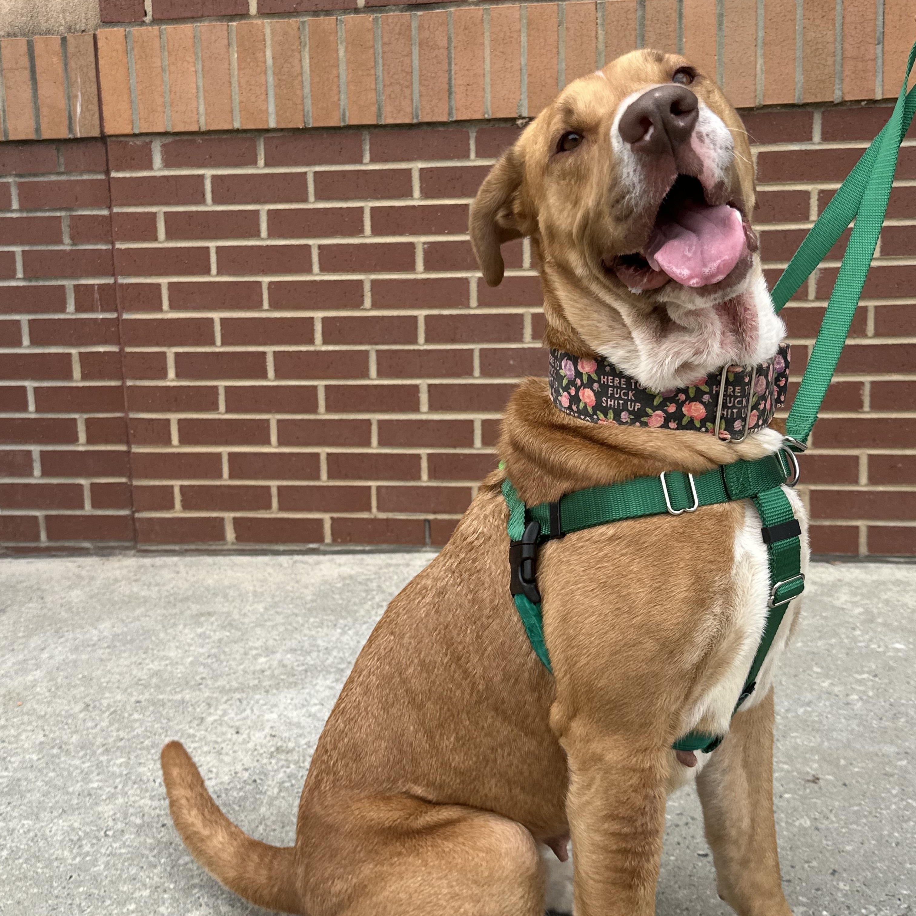 Enlarge Halona, a ADOPTABLE mixed breed in Maiden, NC image 2/5