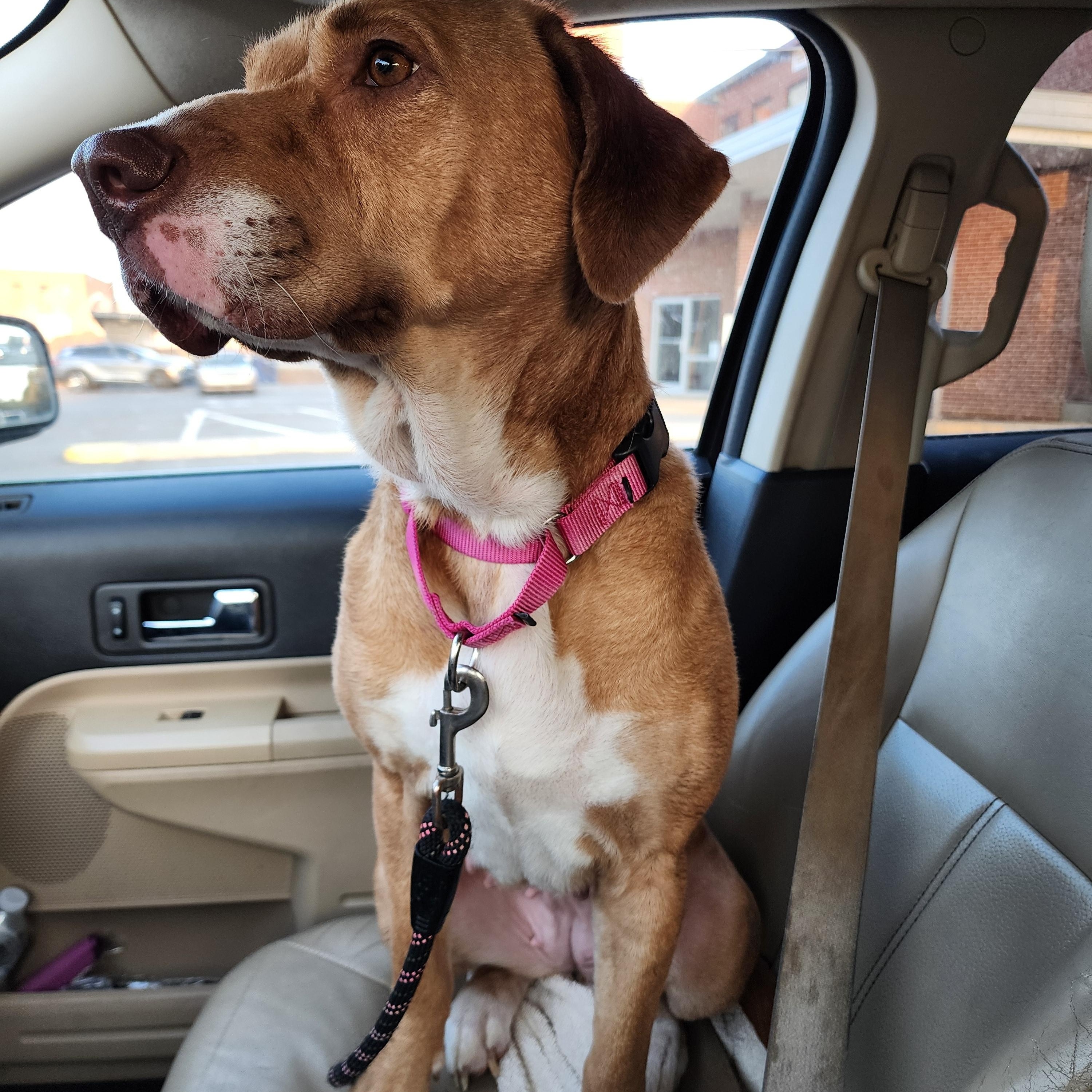 Enlarge Halona, a ADOPTABLE mixed breed in Maiden, NC image 4/4