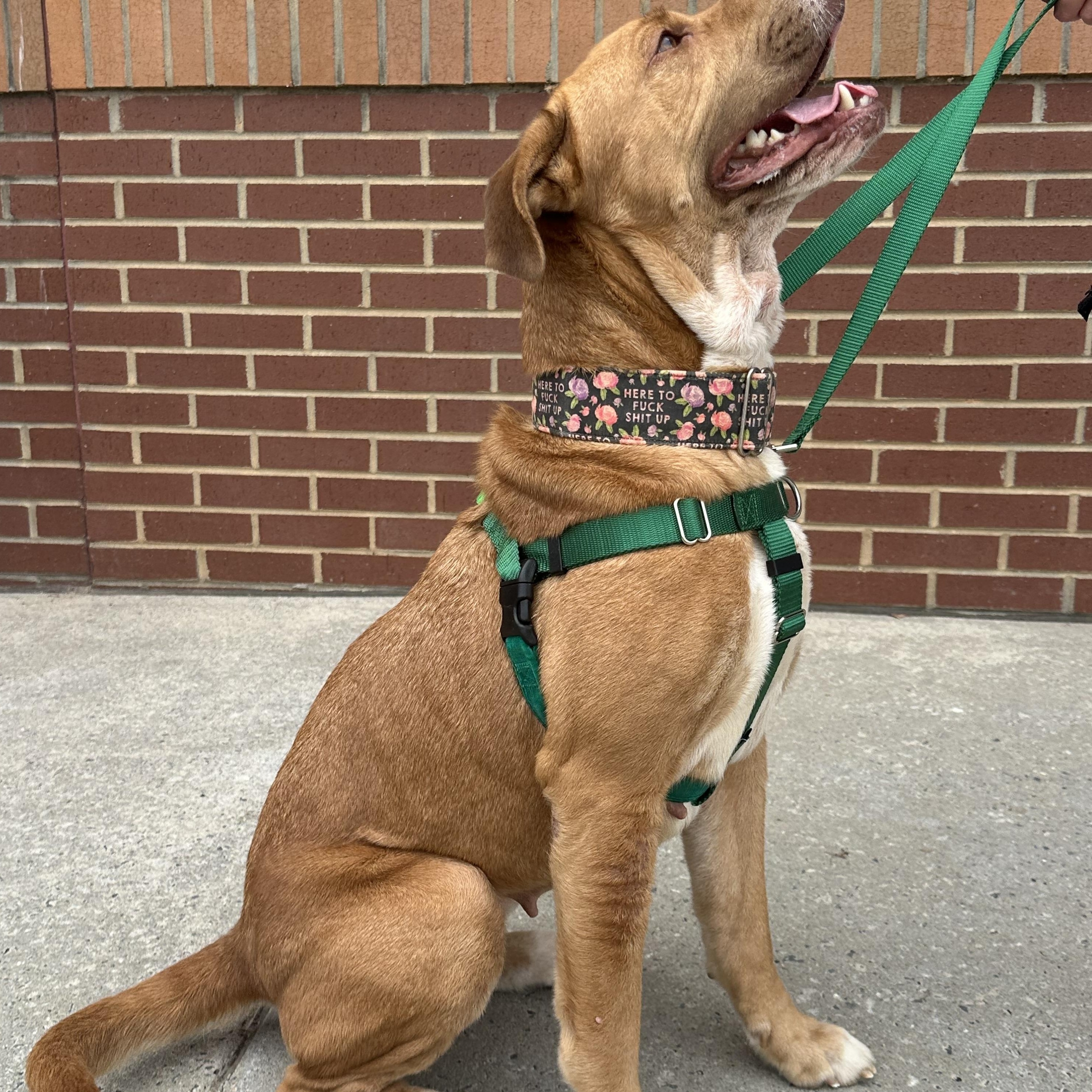 Enlarge Halona, a ADOPTABLE mixed breed in Maiden, NC image 4/5