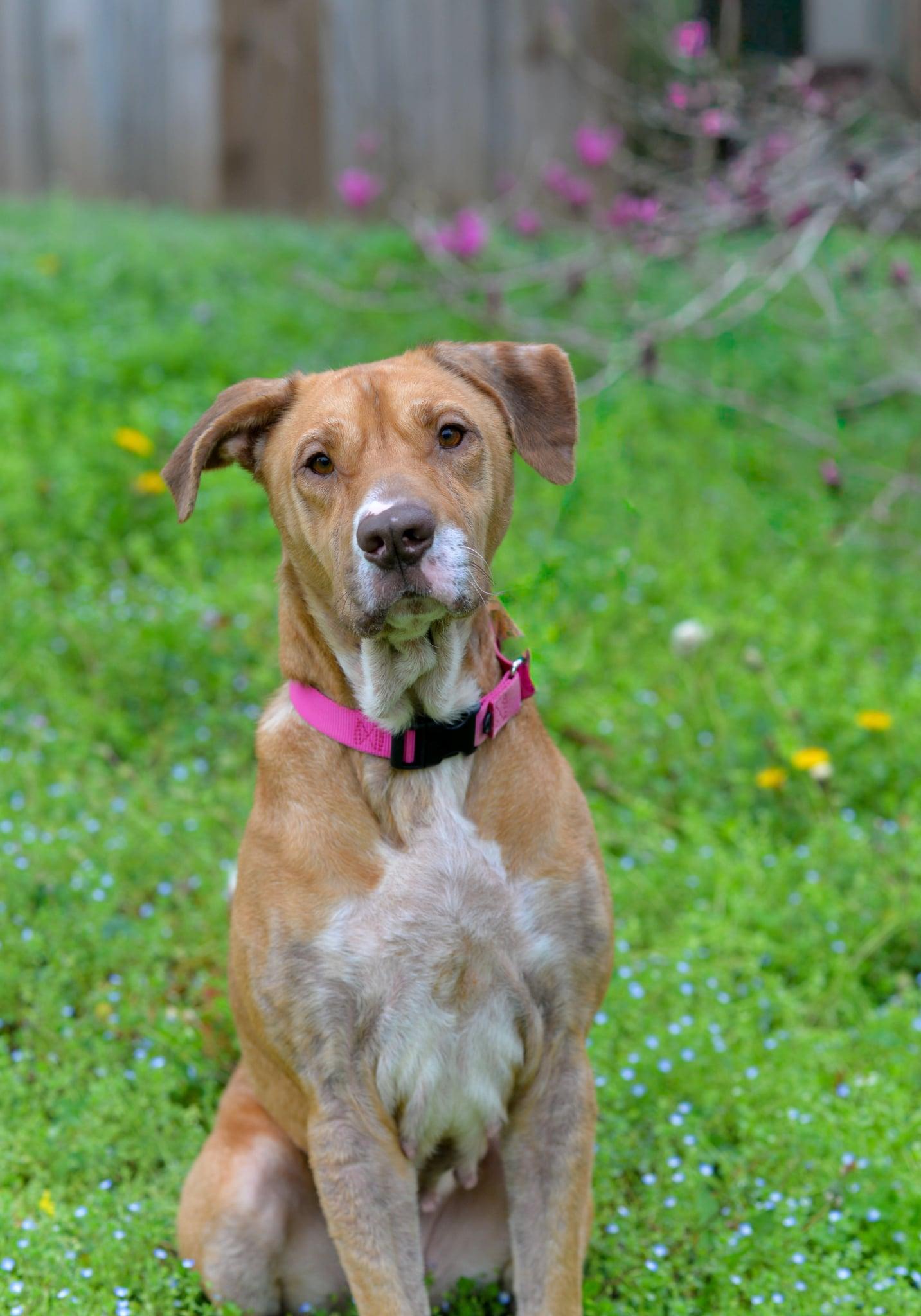 Halona, ADOPTABLE, Adult Female Labrador Retriever & Hound.