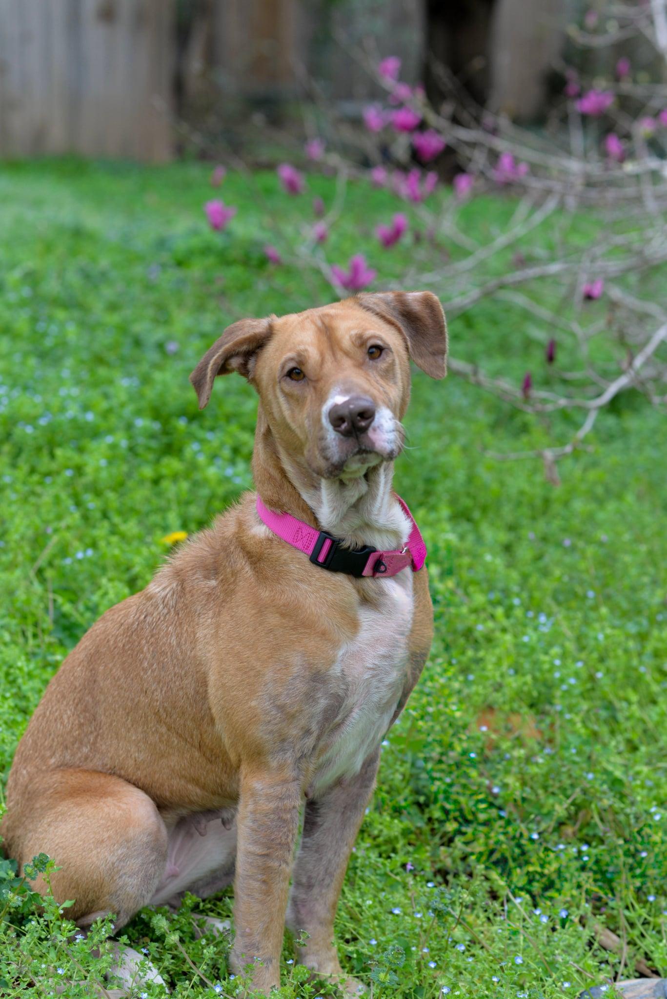 Enlarge Halona, a ADOPTABLE mixed breed in Maiden, NC image 2/2