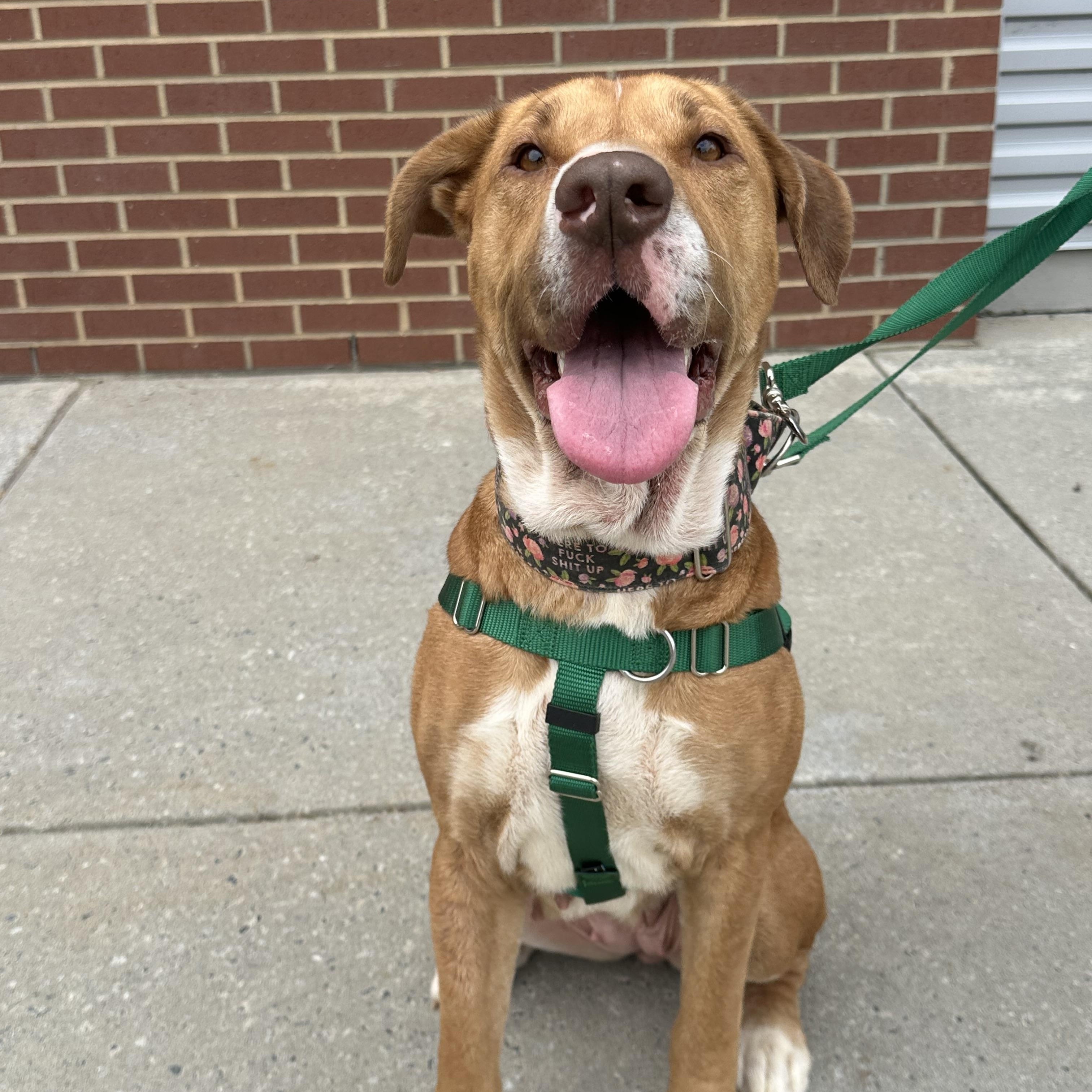Halona, ADOPTABLE, Adult Female Labrador Retriever & Hound.