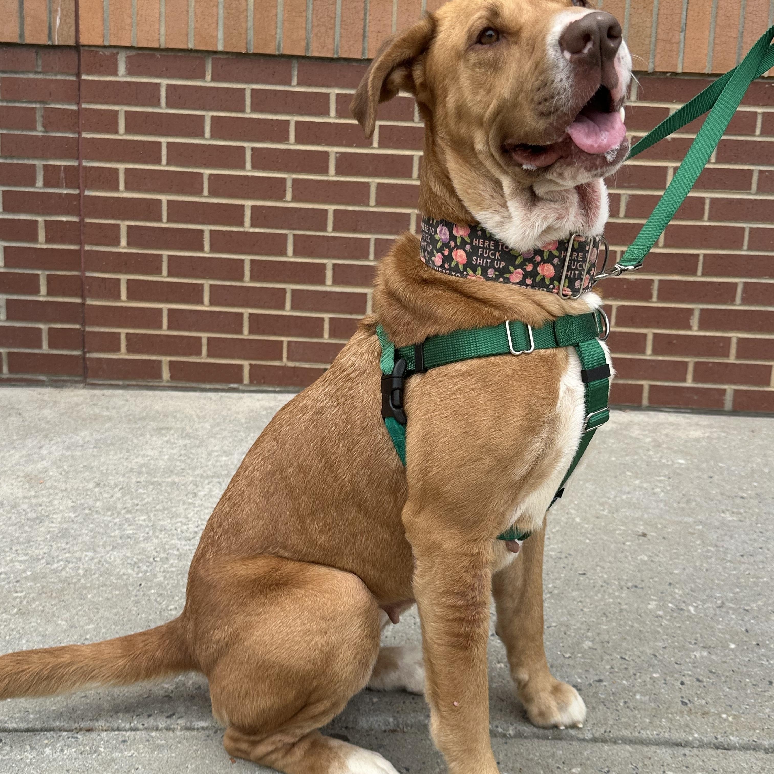 Enlarge Halona, a ADOPTABLE mixed breed in Maiden, NC image 5/5