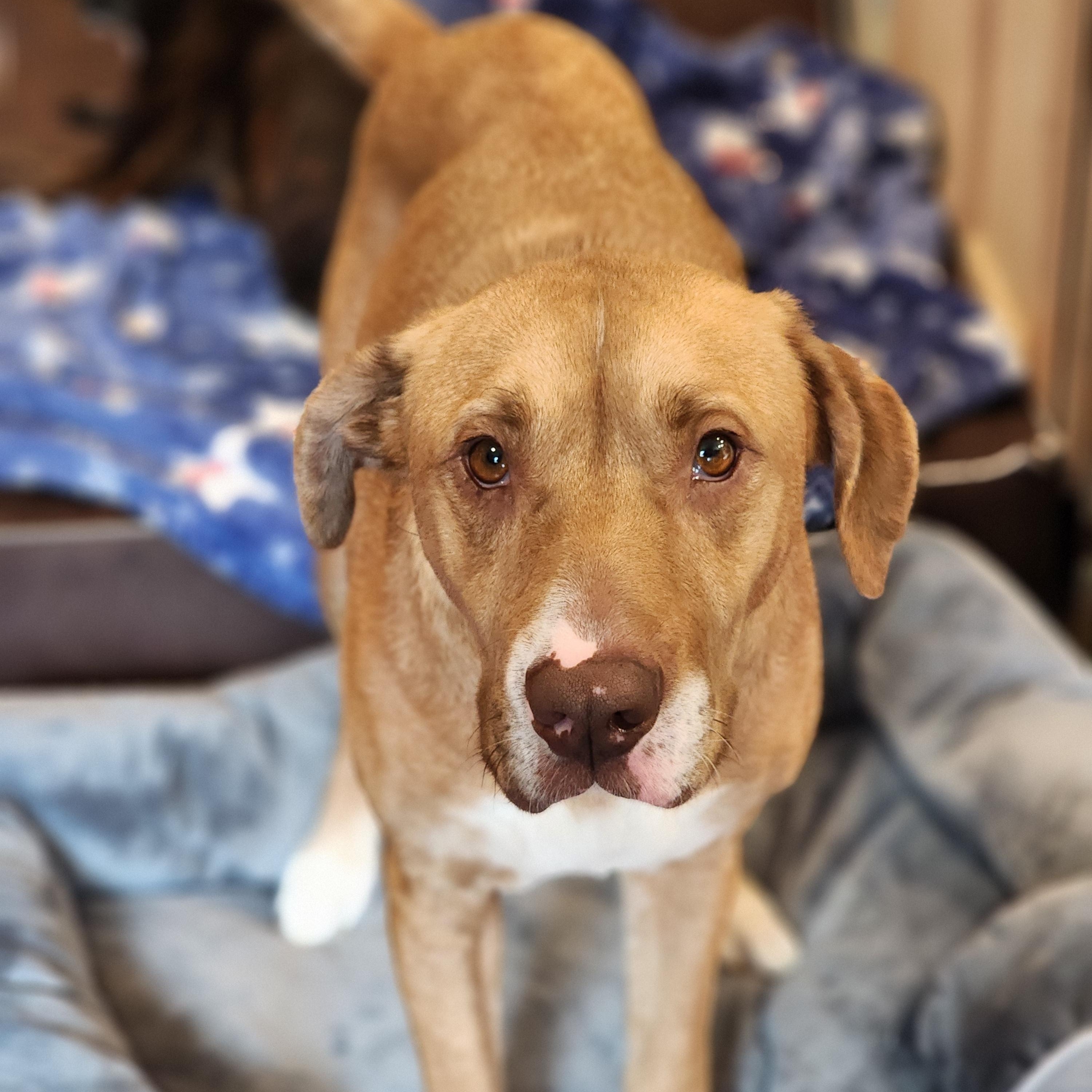 Halona, ADOPTABLE, Adult Female Labrador Retriever & Hound.