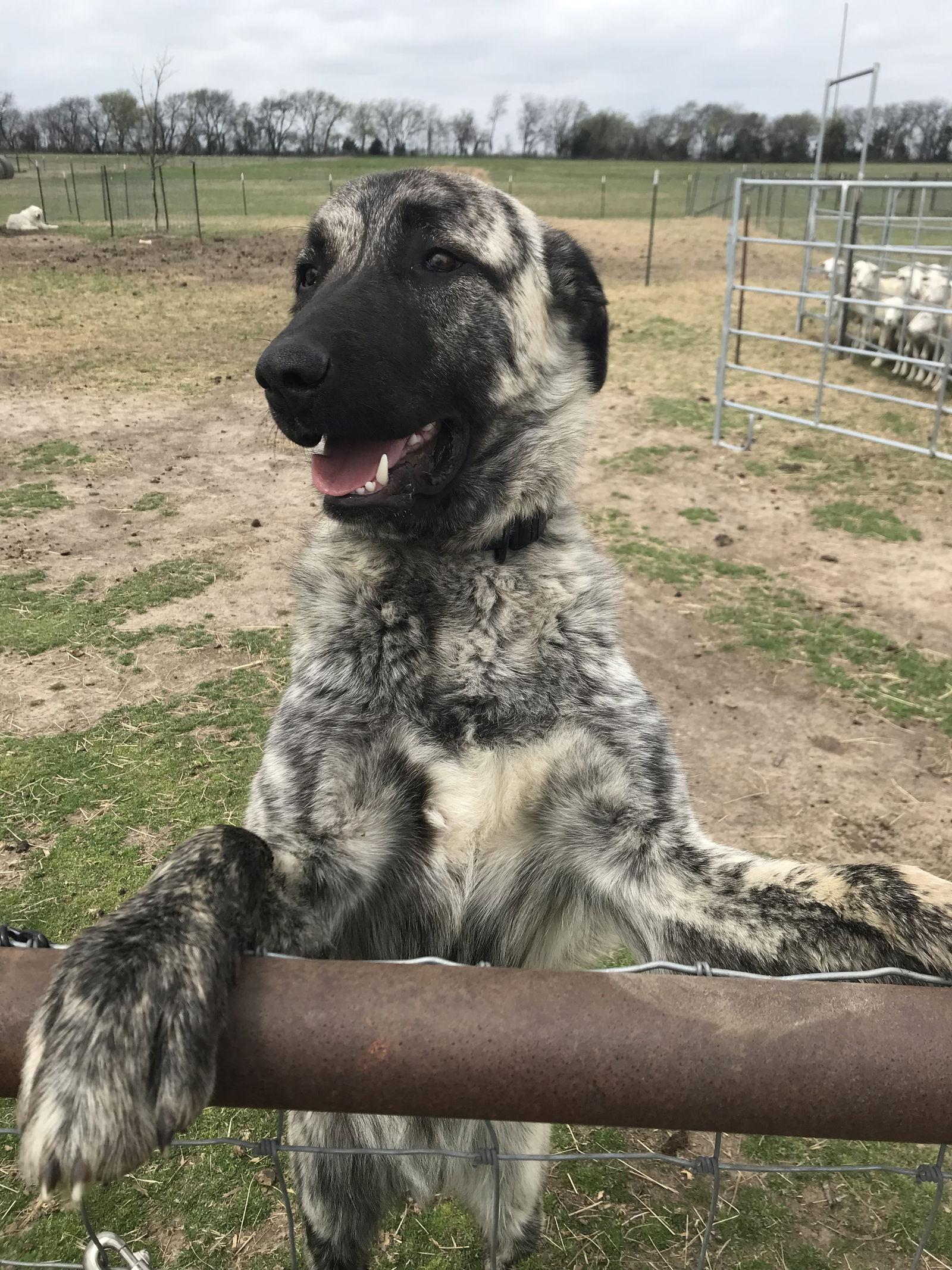 Enlarge Blue, a Adoptable Anatolian Shepherd in Whitewright, TX image 1/3