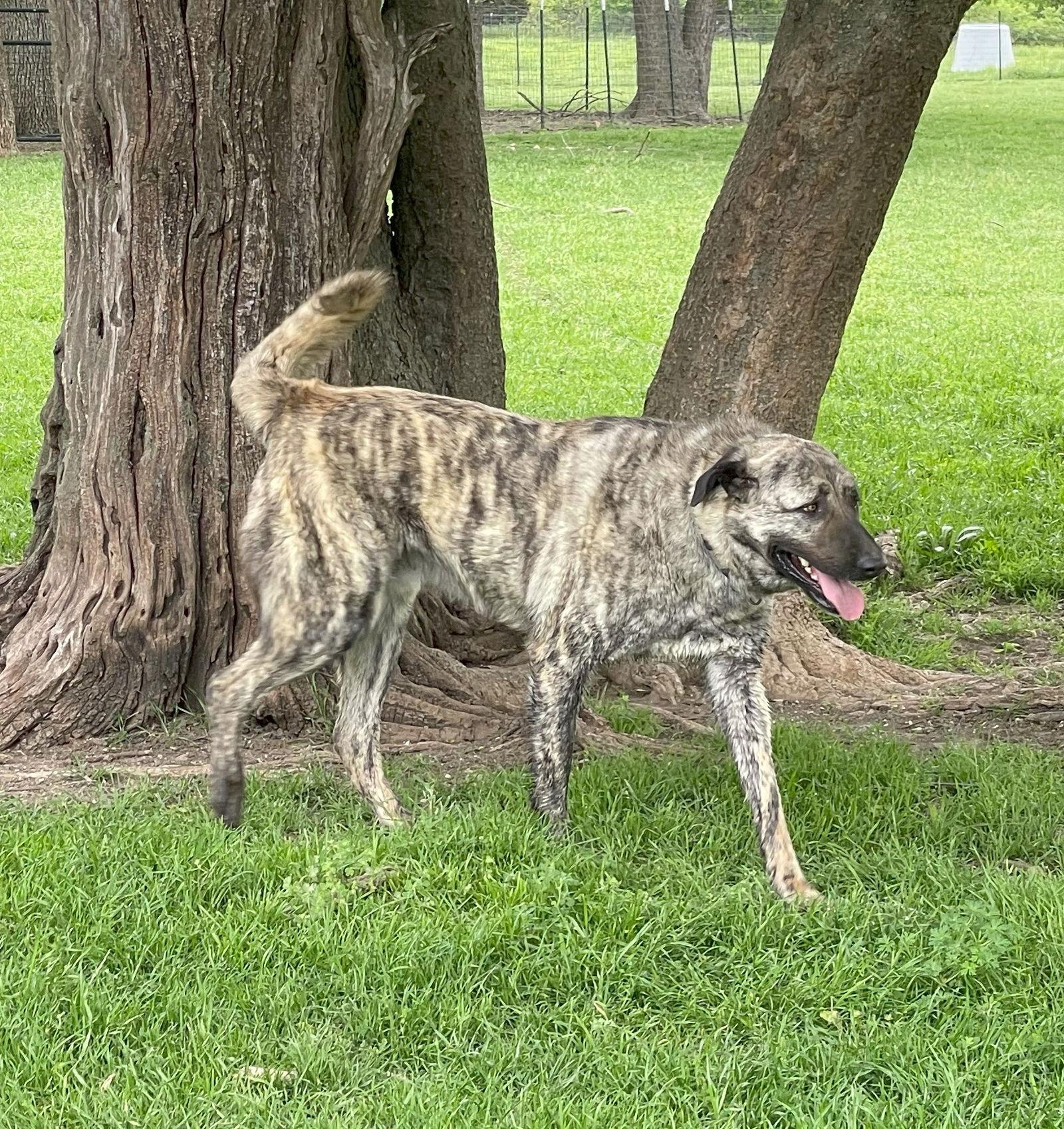 Enlarge Blue, a Adoptable Anatolian Shepherd in Whitewright, TX image 2/3