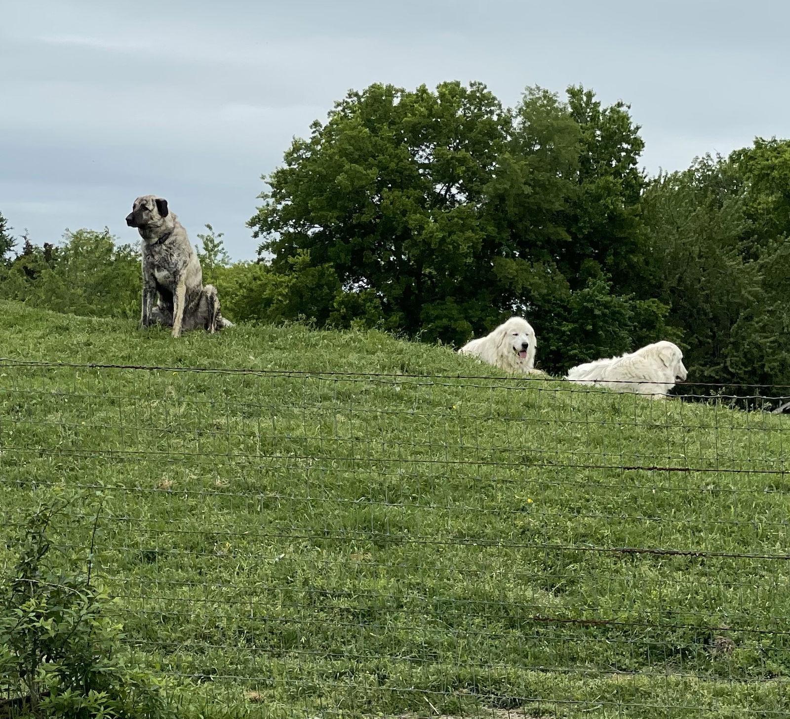 Enlarge Blue, a Adoptable Anatolian Shepherd in Whitewright, TX image 3/3