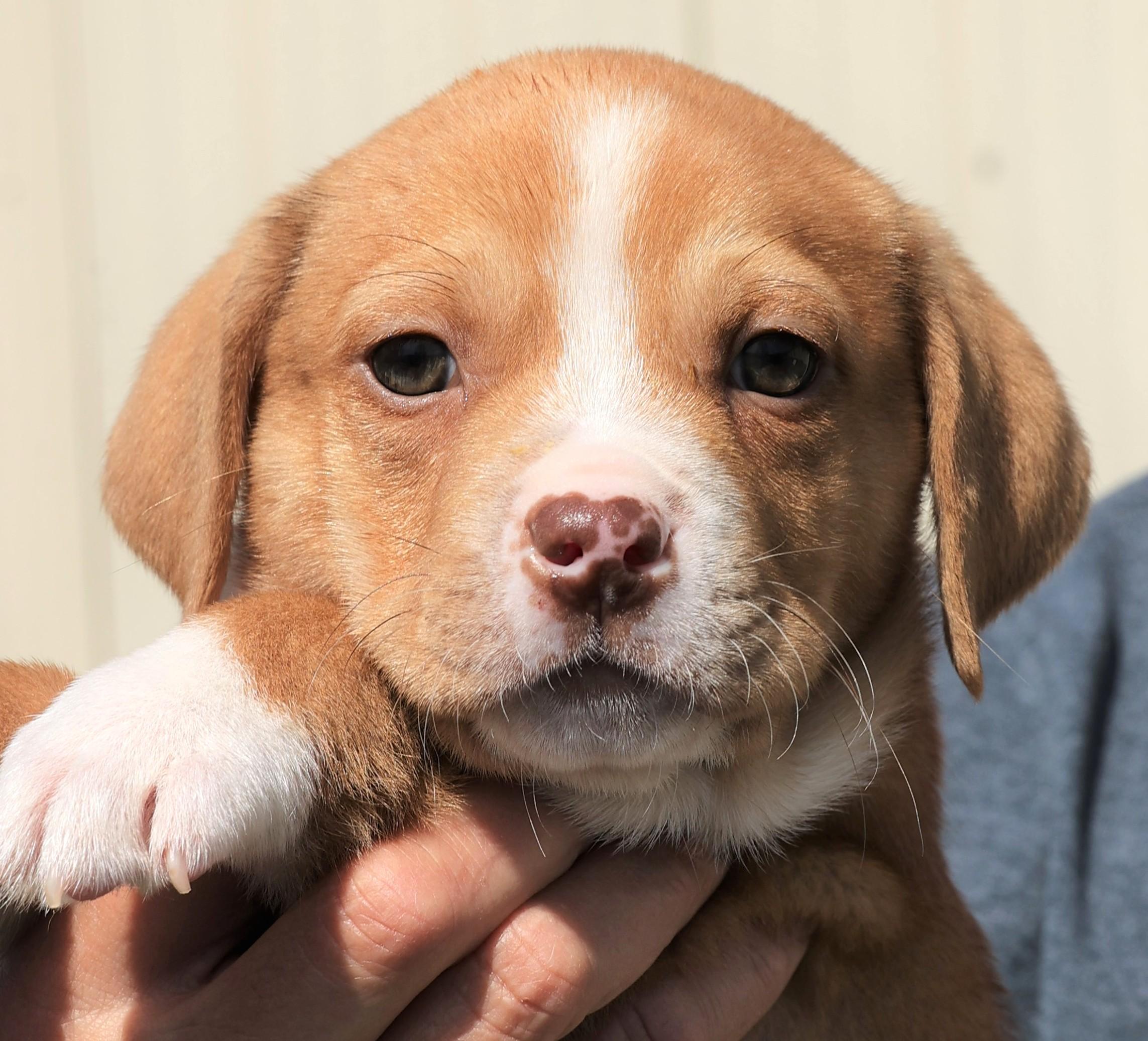 Enlarge Porter - Available! www.LHAR.dog to apply!, an adoptable mixed breed in Frederick, MD image 1/6