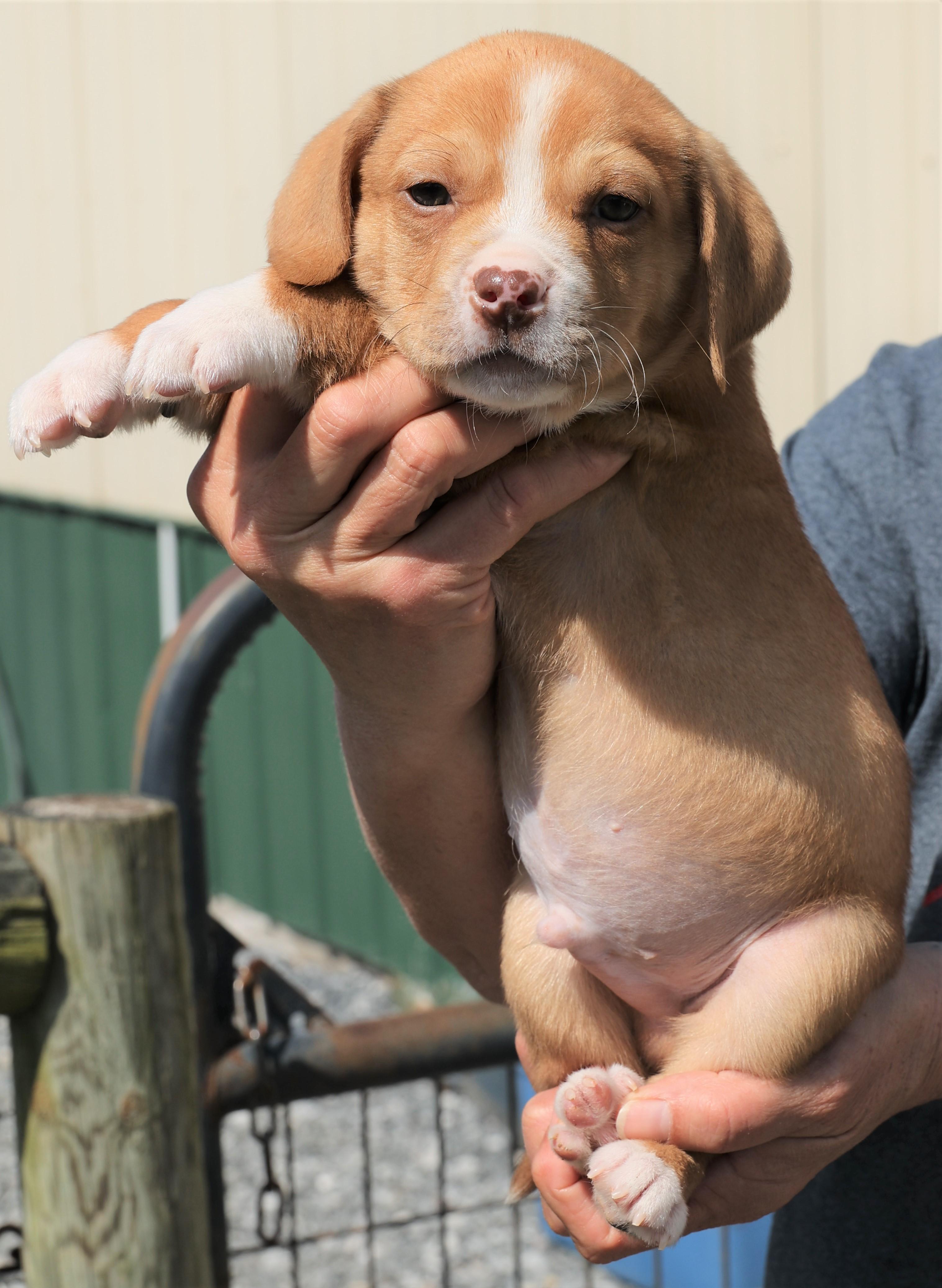 Enlarge Porter - Available! www.LHAR.dog to apply!, an adoptable mixed breed in Frederick, MD image 6/6