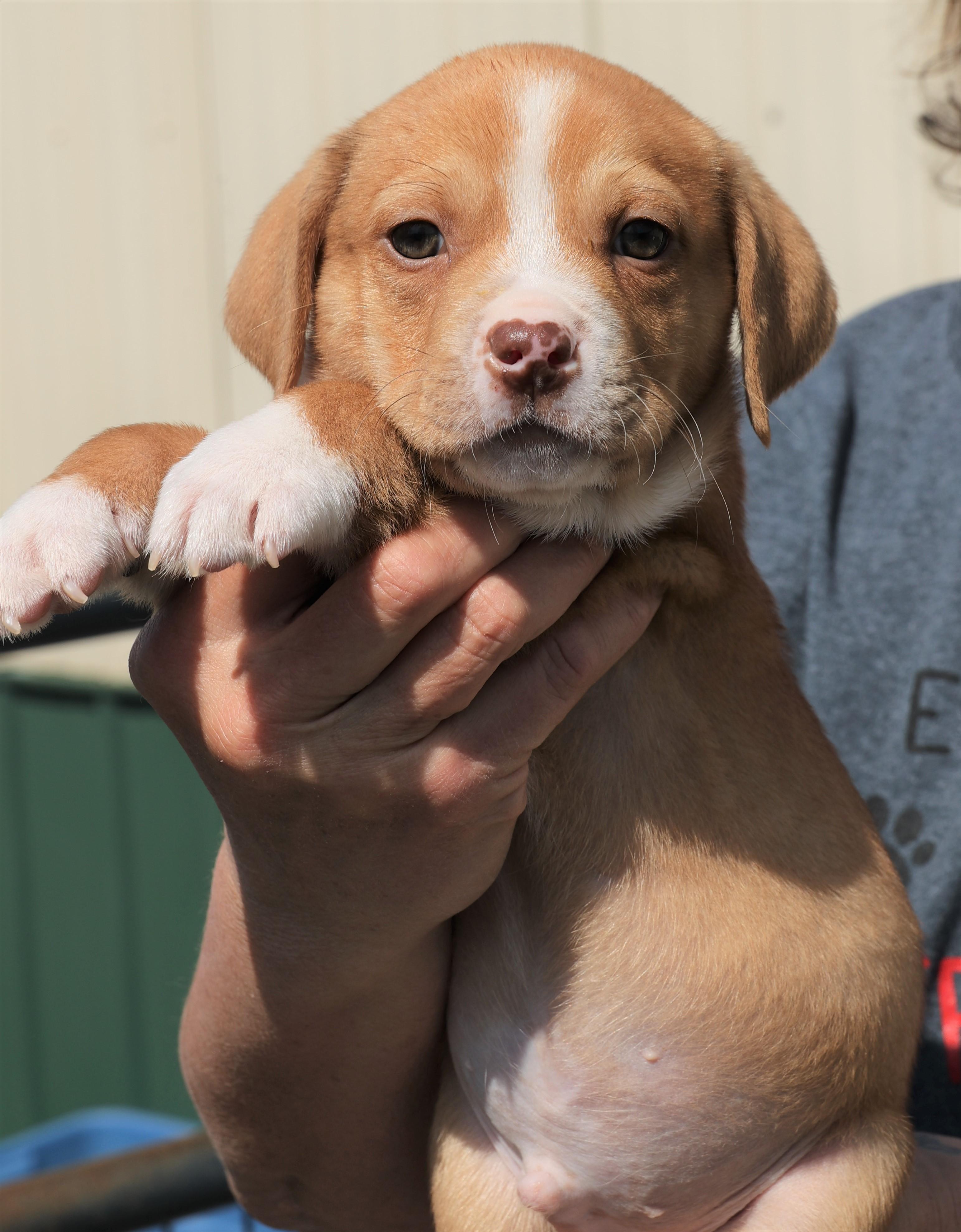 Enlarge Porter - Available! www.LHAR.dog to apply!, an adoptable mixed breed in Frederick, MD image 3/6