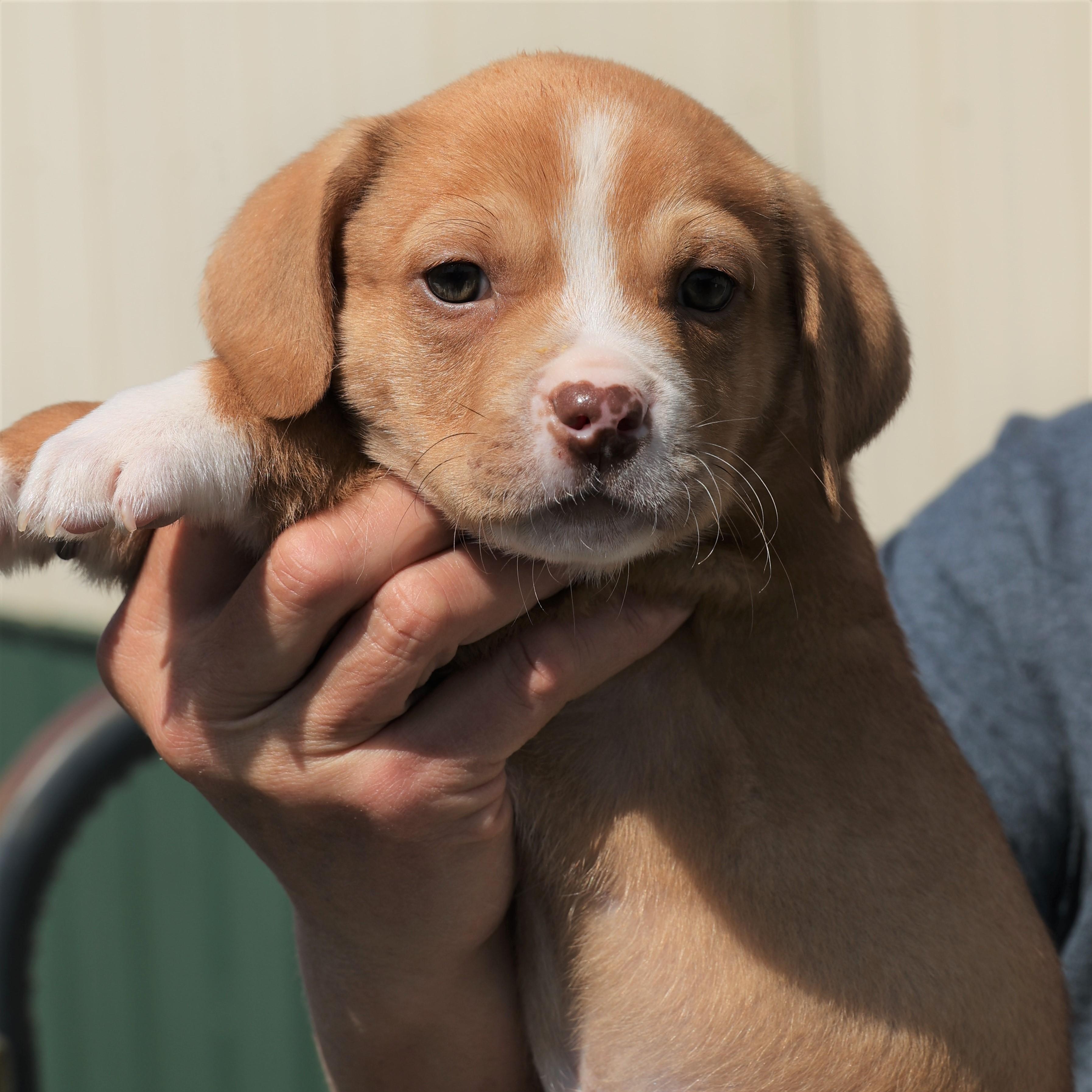 Enlarge Porter - Available! www.LHAR.dog to apply!, an adoptable mixed breed in Frederick, MD image 2/6