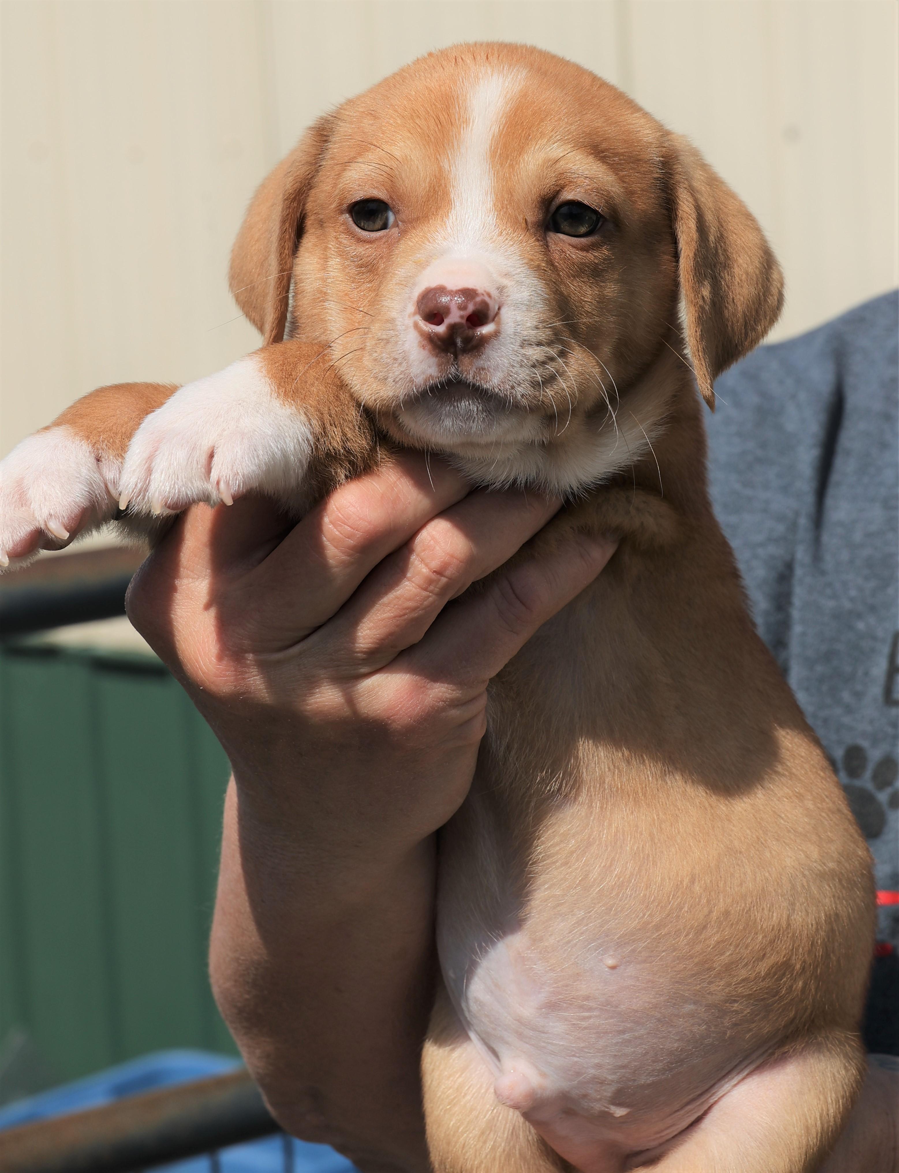 Enlarge Porter - Available! www.LHAR.dog to apply!, an adoptable mixed breed in Frederick, MD image 4/6