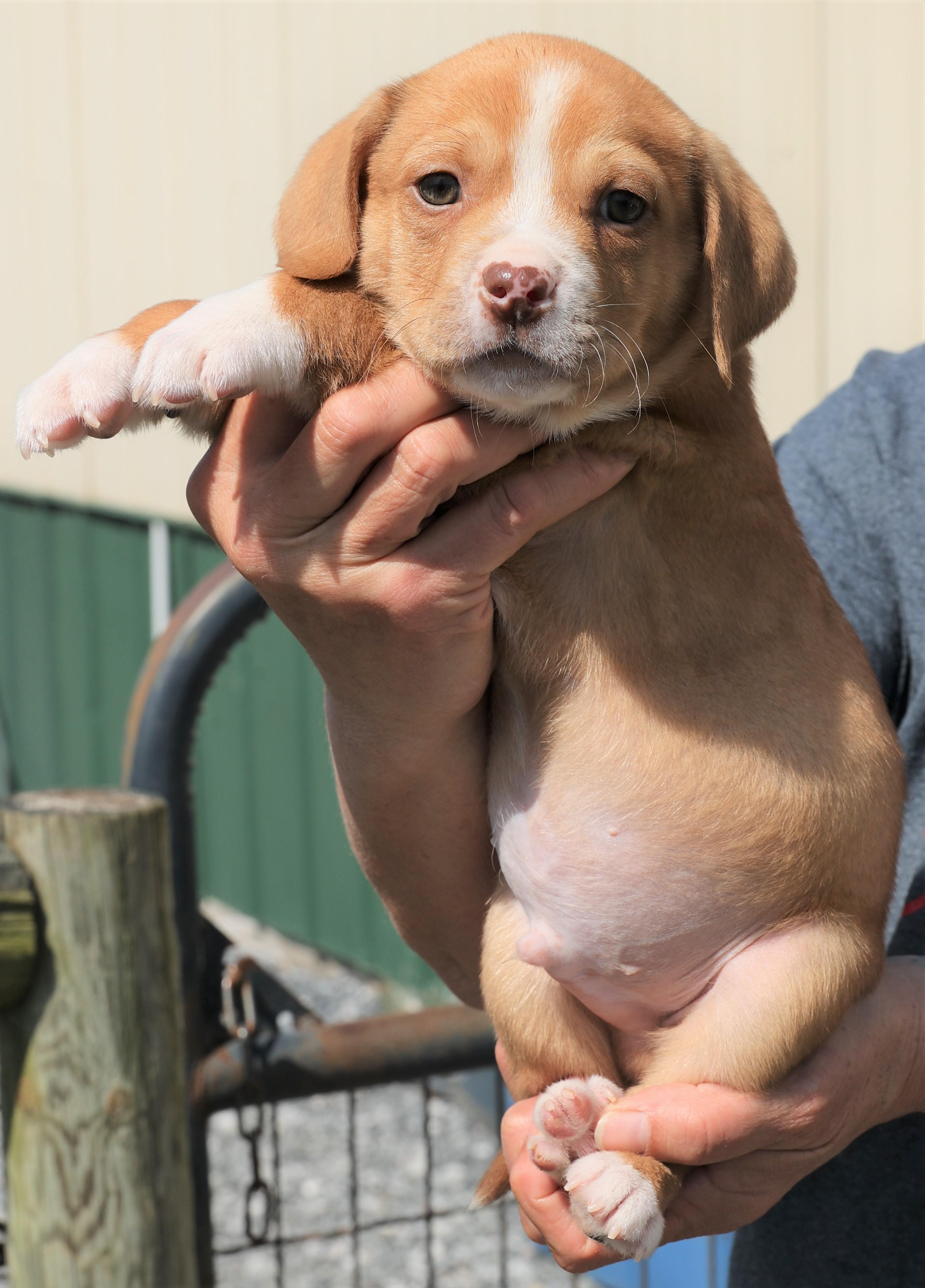Enlarge Porter - Available! www.LHAR.dog to apply!, an adoptable mixed breed in Frederick, MD image 5/6