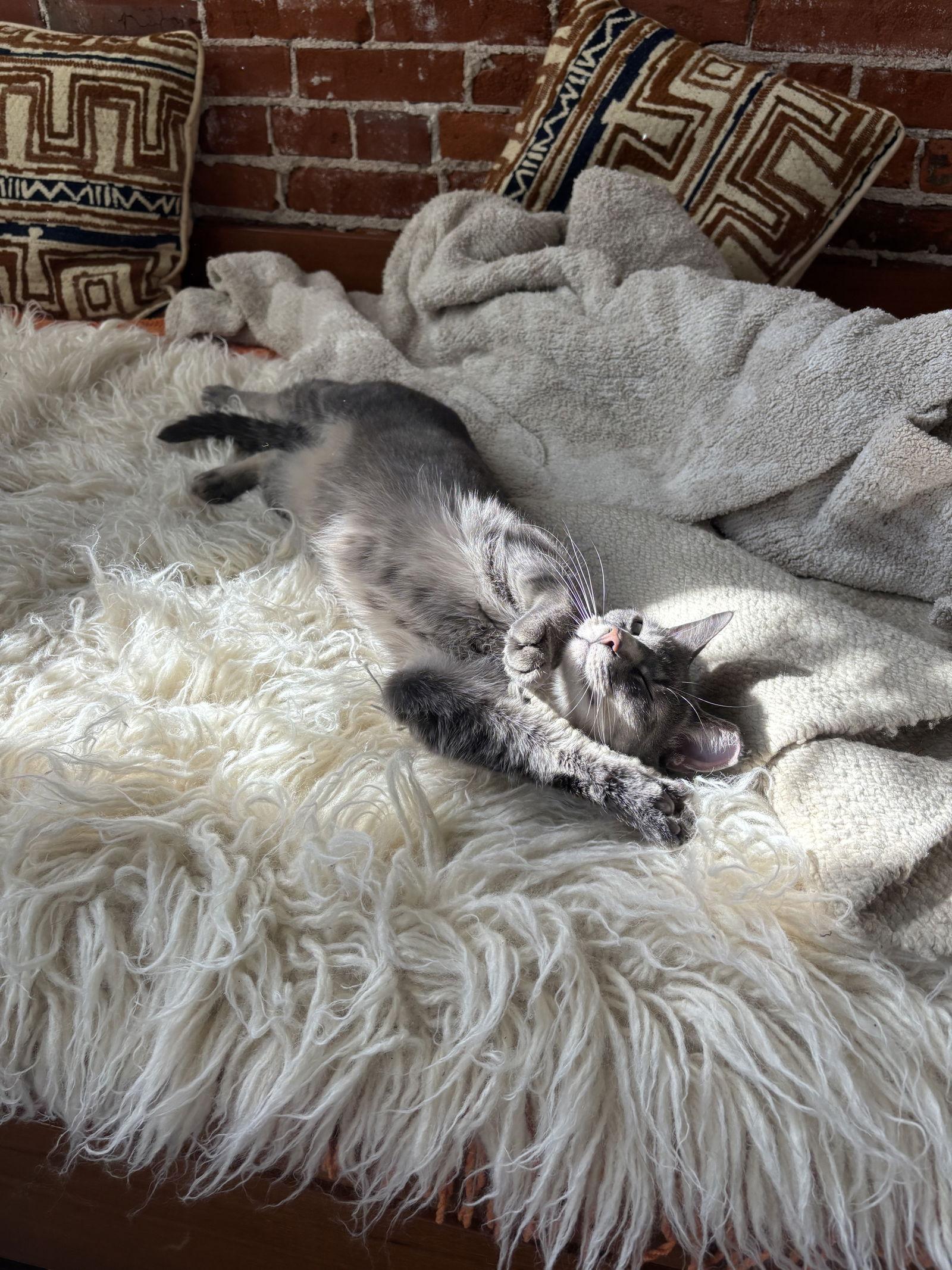 Blossom, a Adoptable Domestic Short Hair in Eureka, MO image 1/3