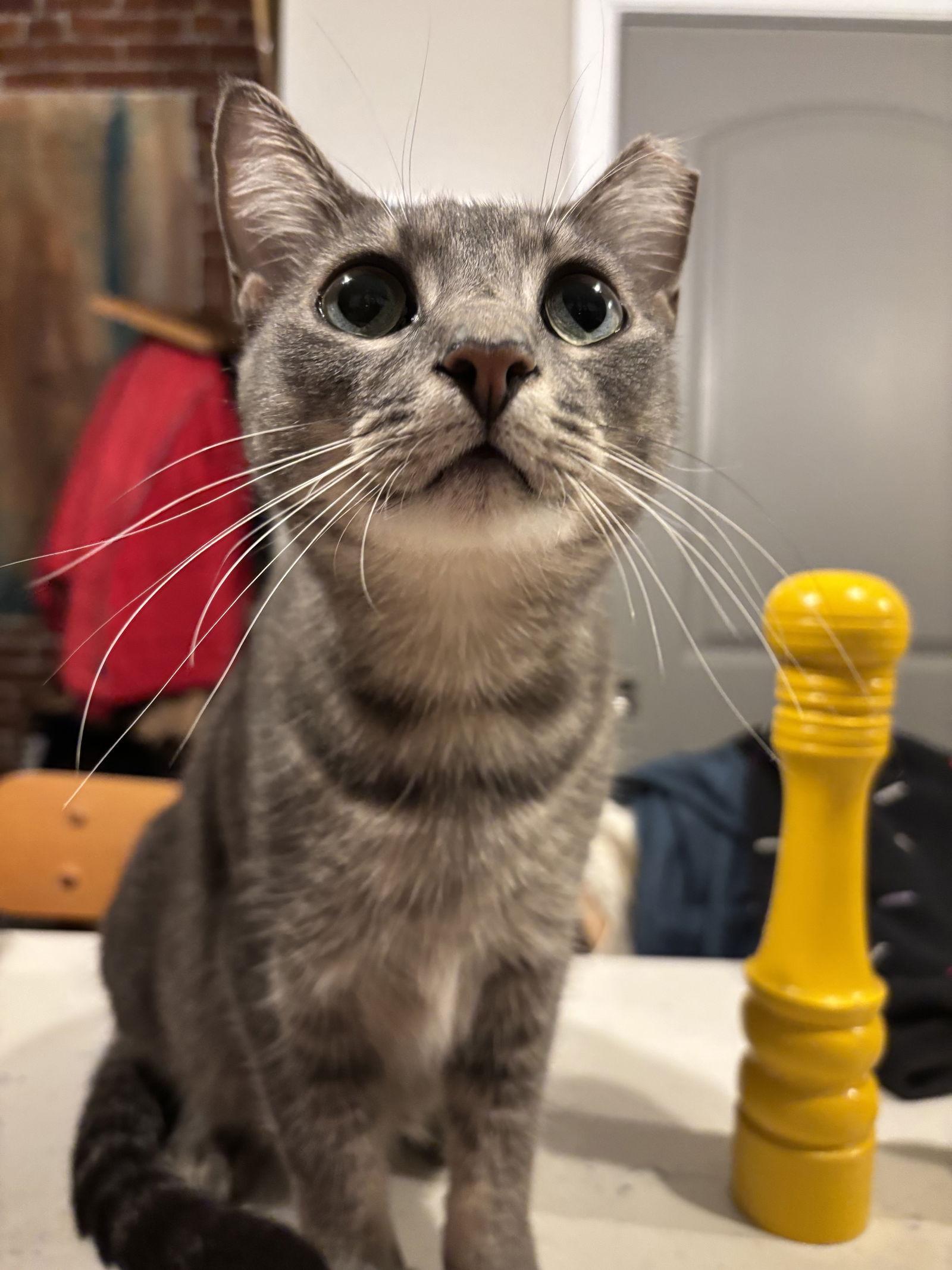 Blossom, a Adoptable Domestic Short Hair in Eureka, MO image 2/3