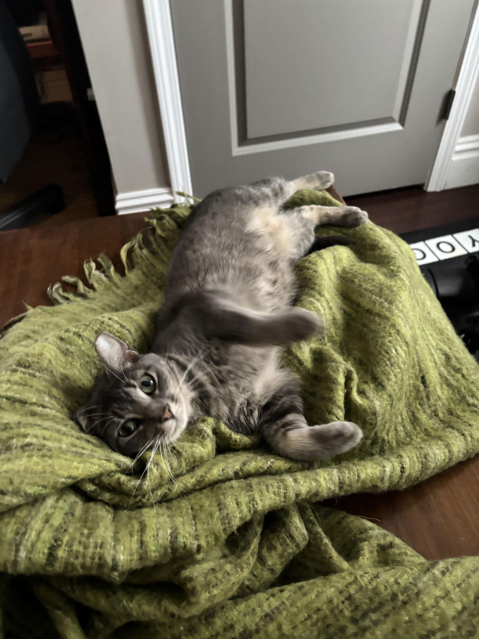 Blossom, a Adoptable Domestic Short Hair in Eureka, MO image 3/3