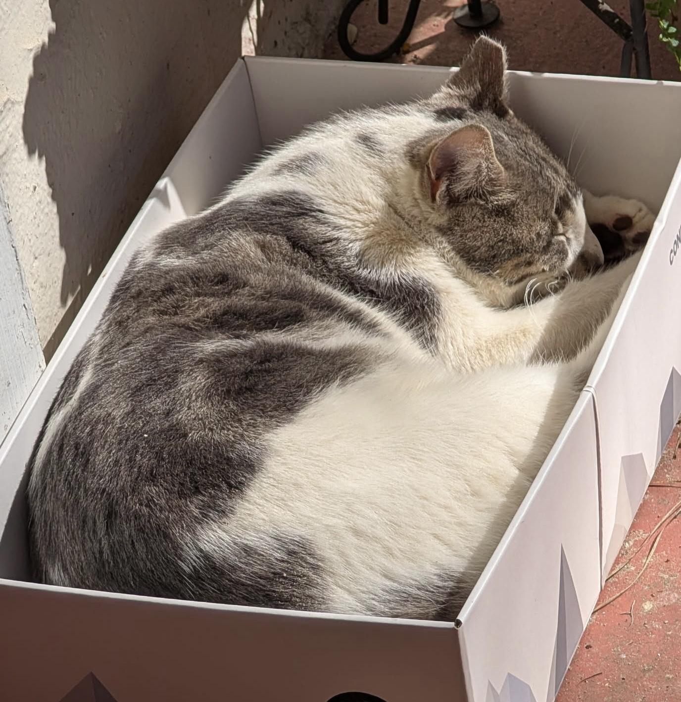 Mario, a Adoptable Domestic Short Hair in Tallahassee, FL image 3/4