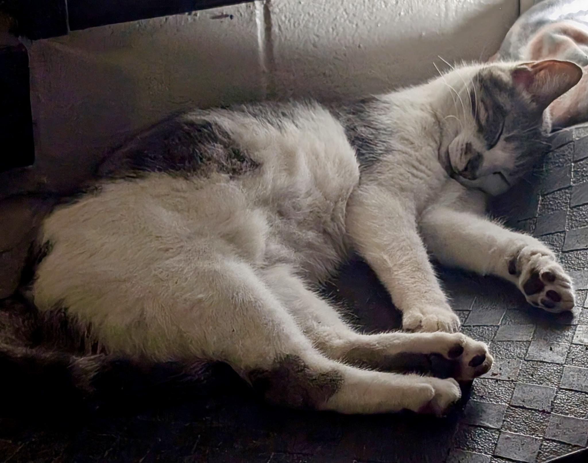 Mario, a Adoptable Domestic Short Hair in Tallahassee, FL image 2/4