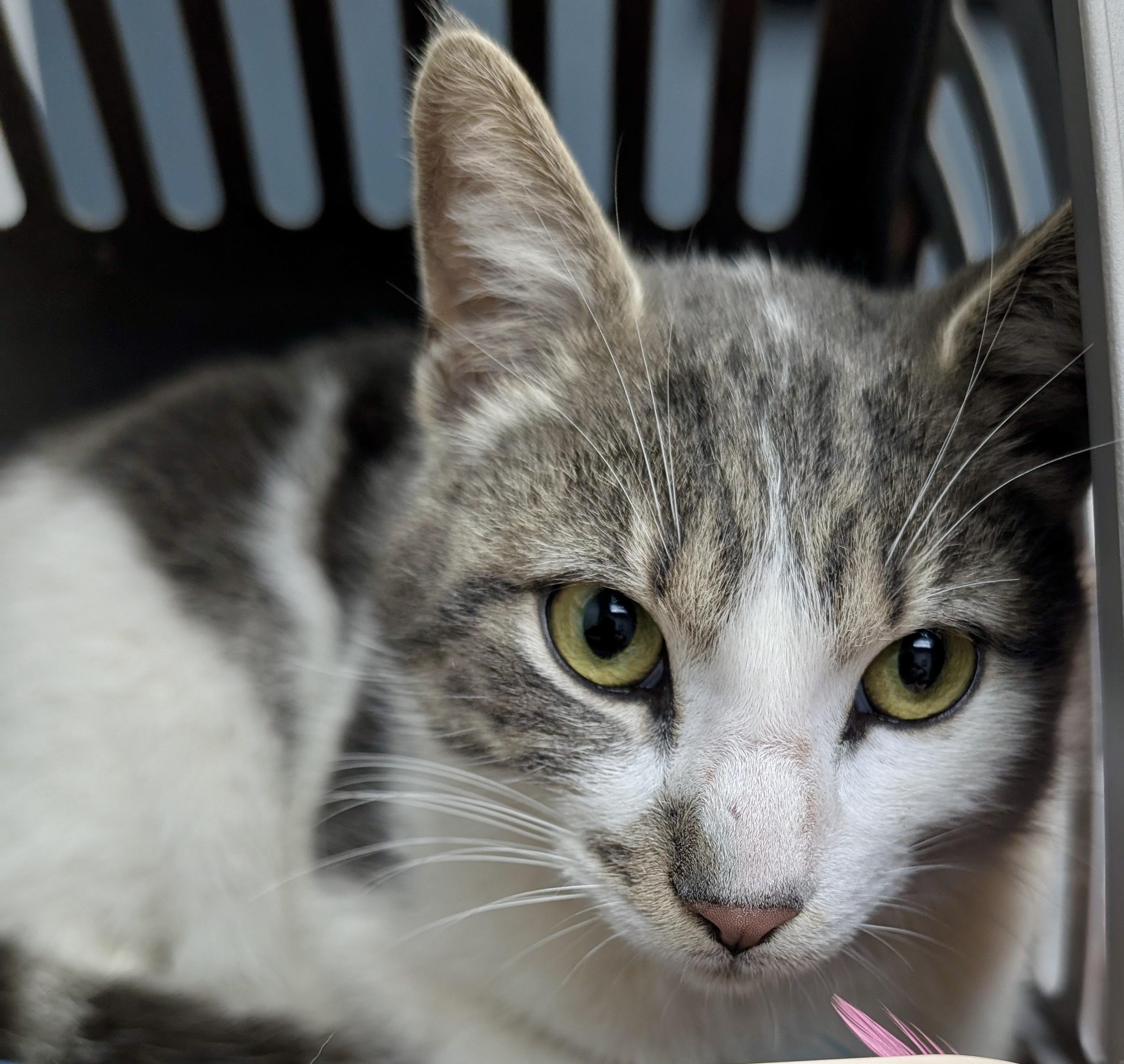 Mario, Adoptable, Adult Male Domestic Short Hair.