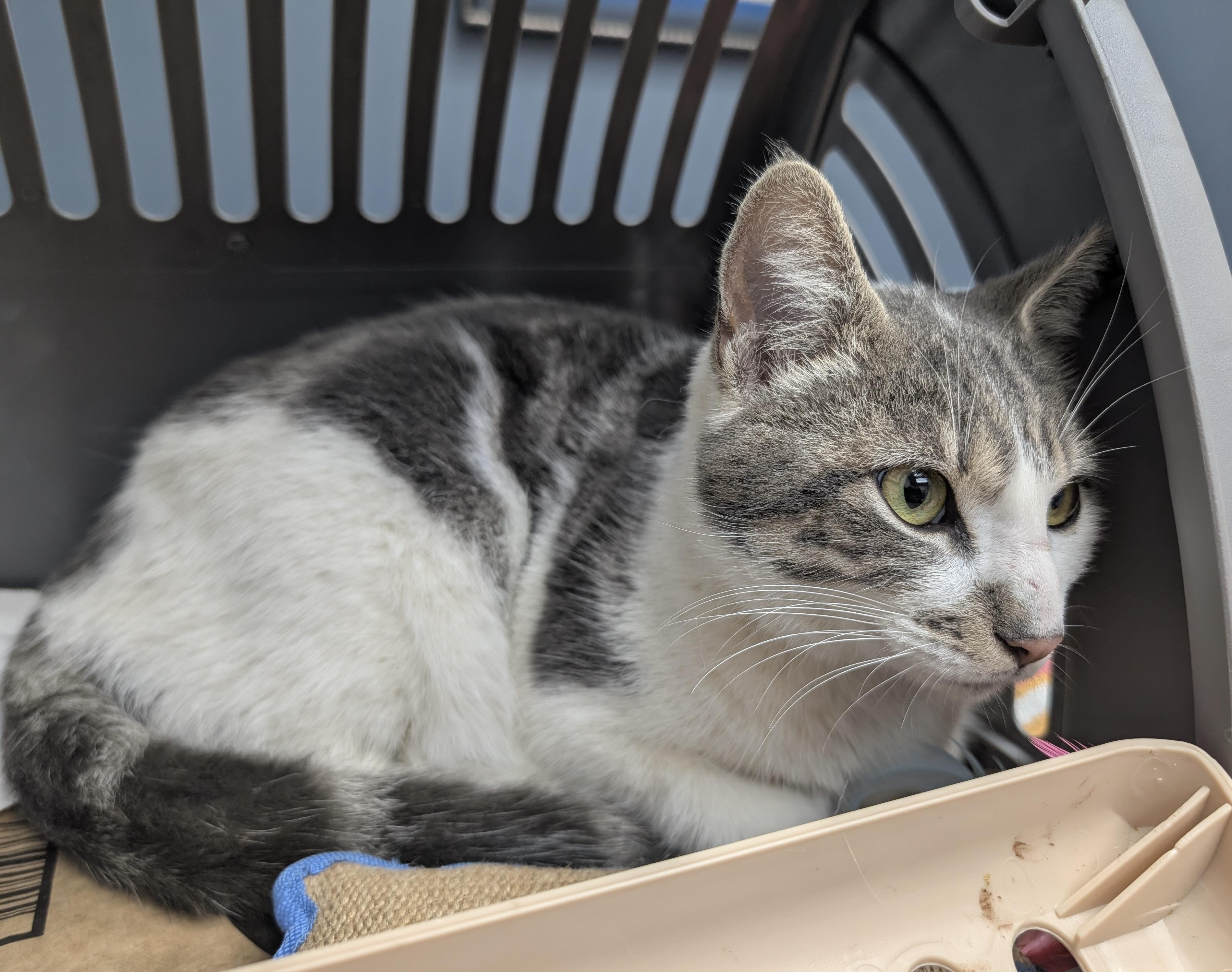 Mario, a Adoptable Domestic Short Hair in Tallahassee, FL image 4/4