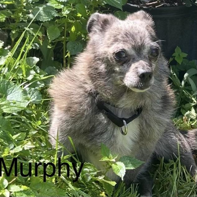 Enlarge Murphy, a Adoptable mixed breed in Libertyville, IL image 4/5