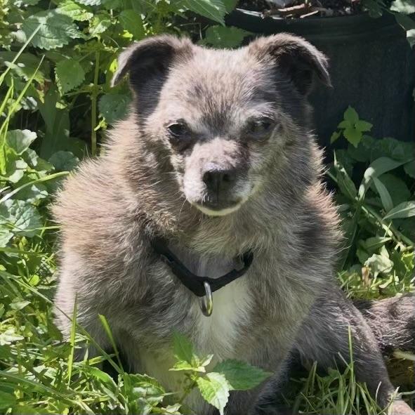Enlarge Murphy, a Adoptable mixed breed in Libertyville, IL image 3/5
